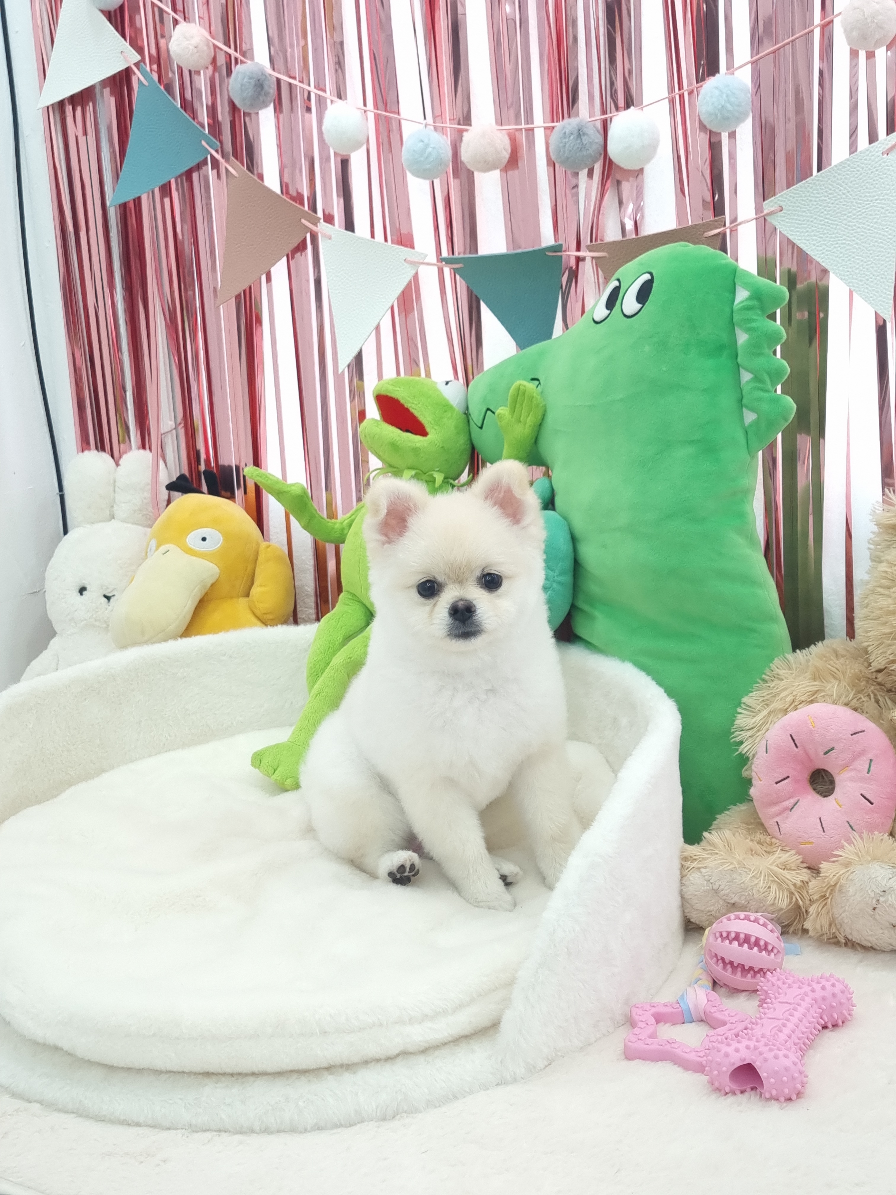 멍컷 대표 이미지