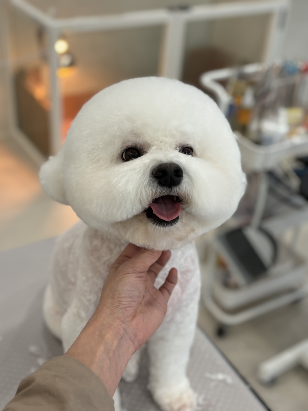 펫&쇼핑