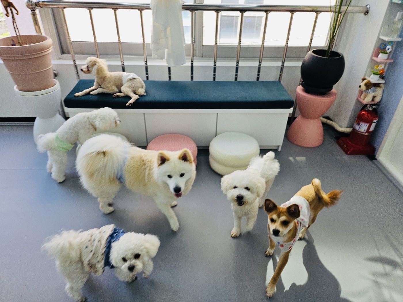 멍뭉빌리지 청주점 대표 이미지