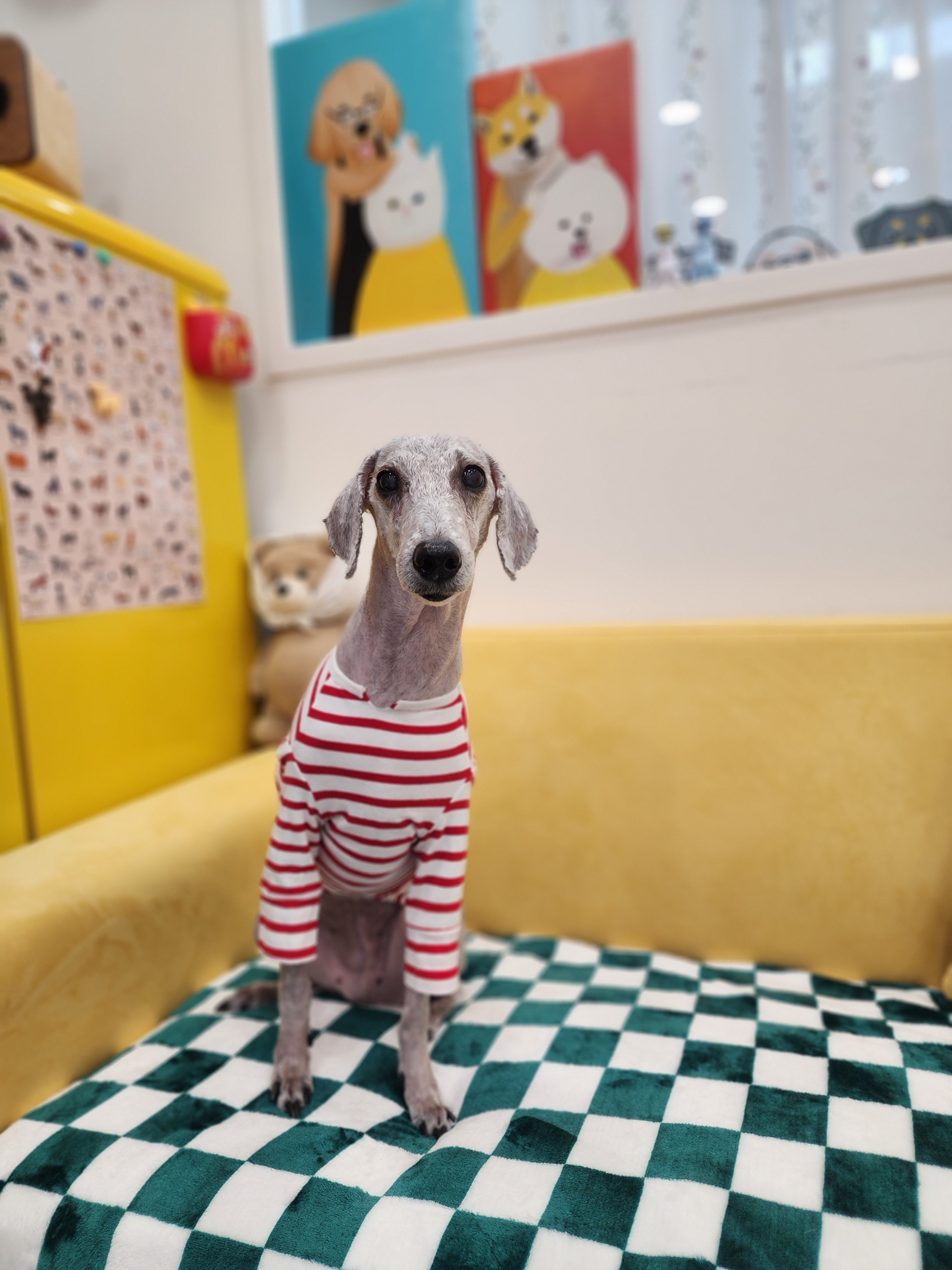 뚱샵 미용 전후 이미지