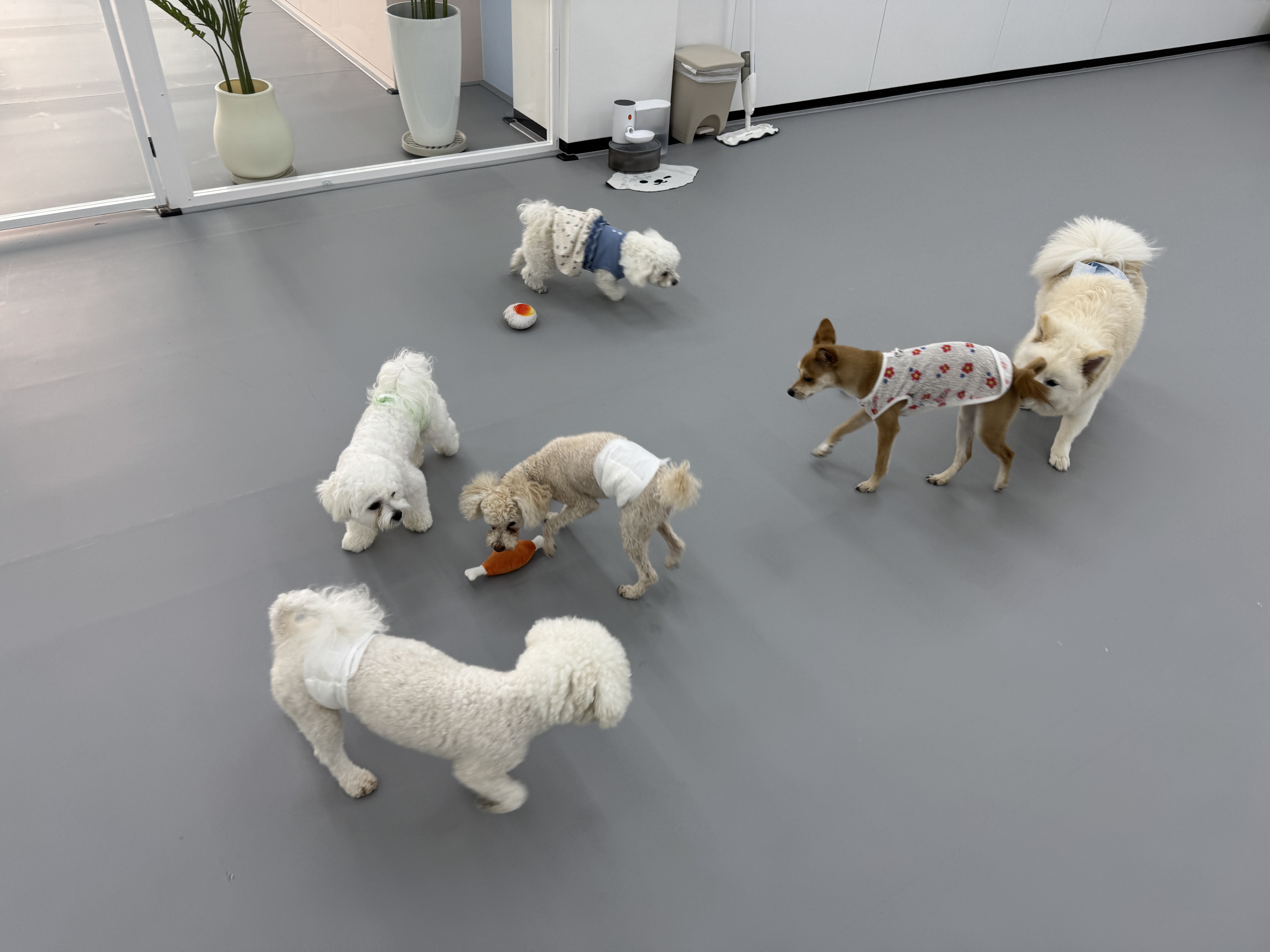 멍뭉빌리지 청주점 대표 이미지