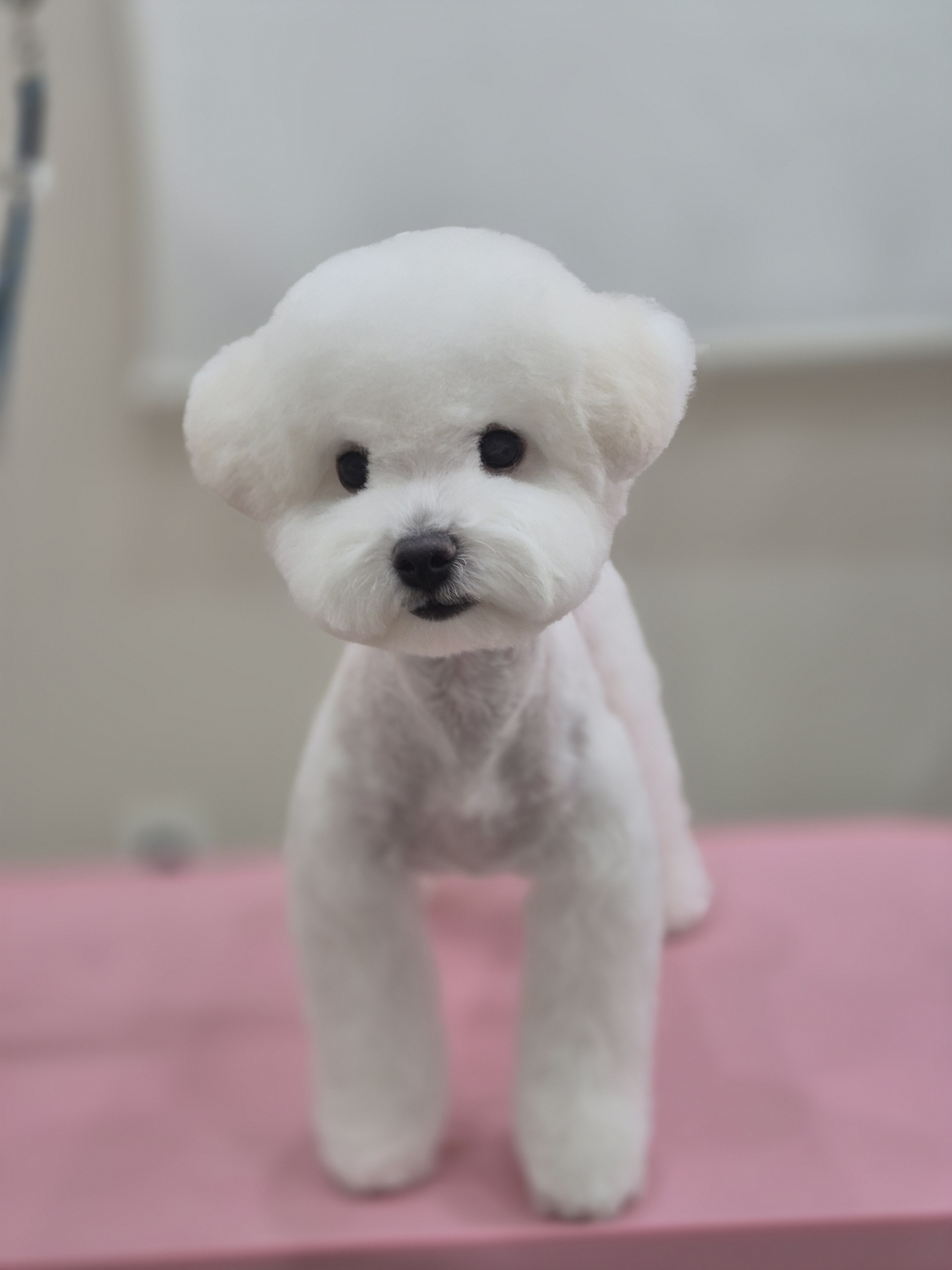 댕구르르 대표 이미지