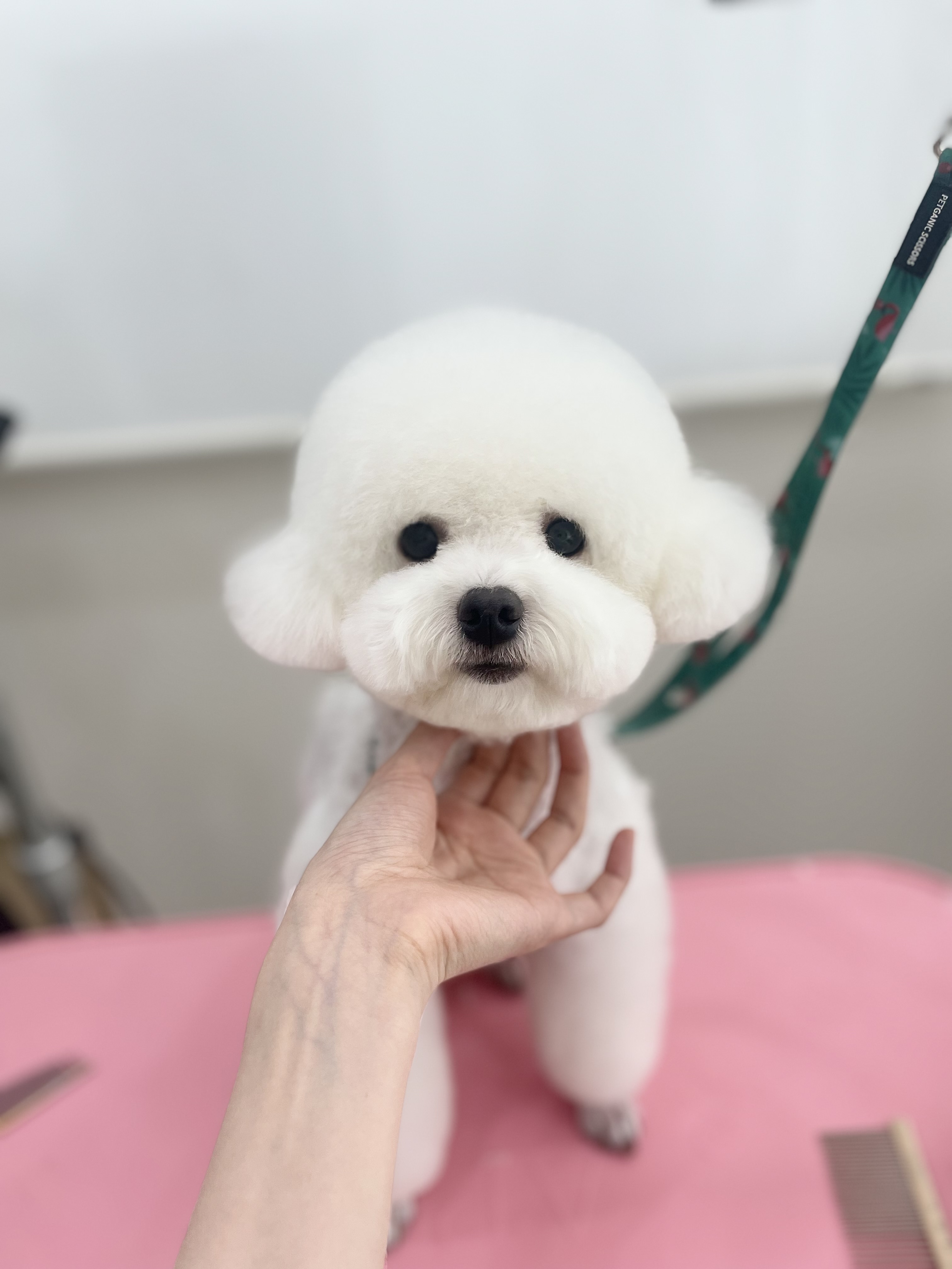 댕구르르 대표 이미지