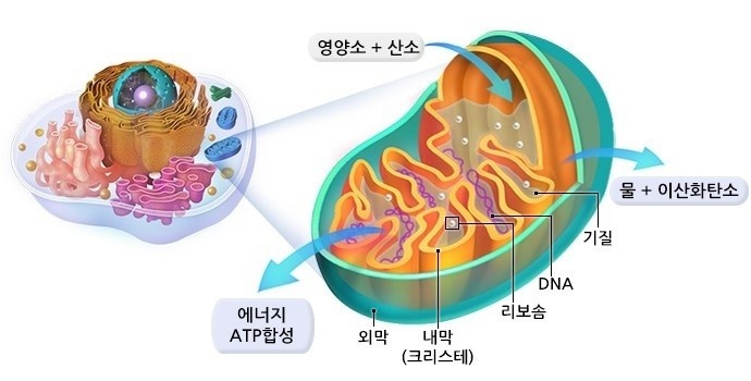 블리스 스킨바디
