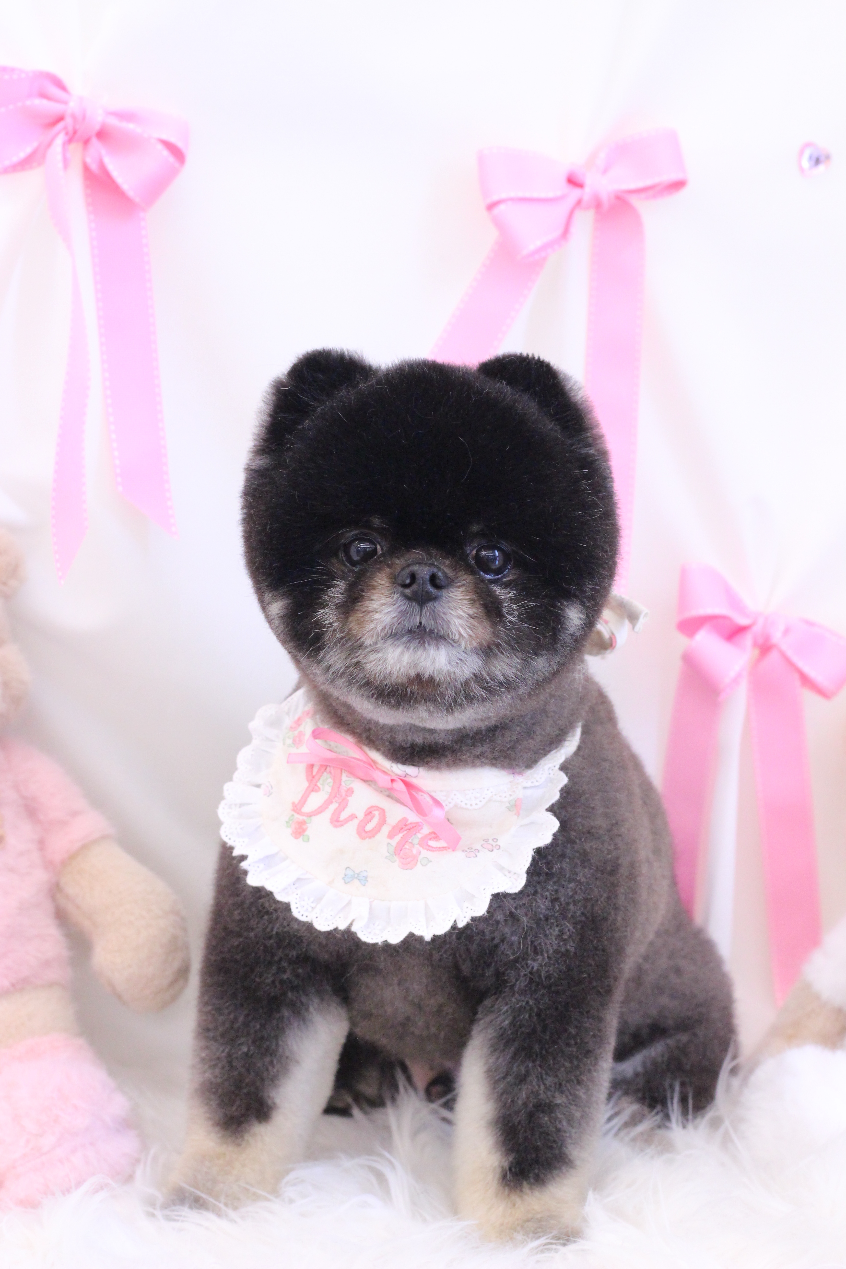 디오네도그케어살롱 애견미용 대표 이미지