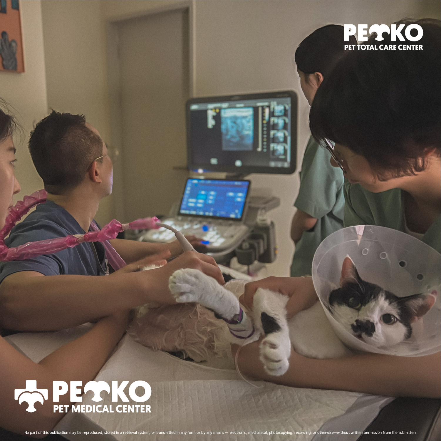 펫코도니아 대표 이미지