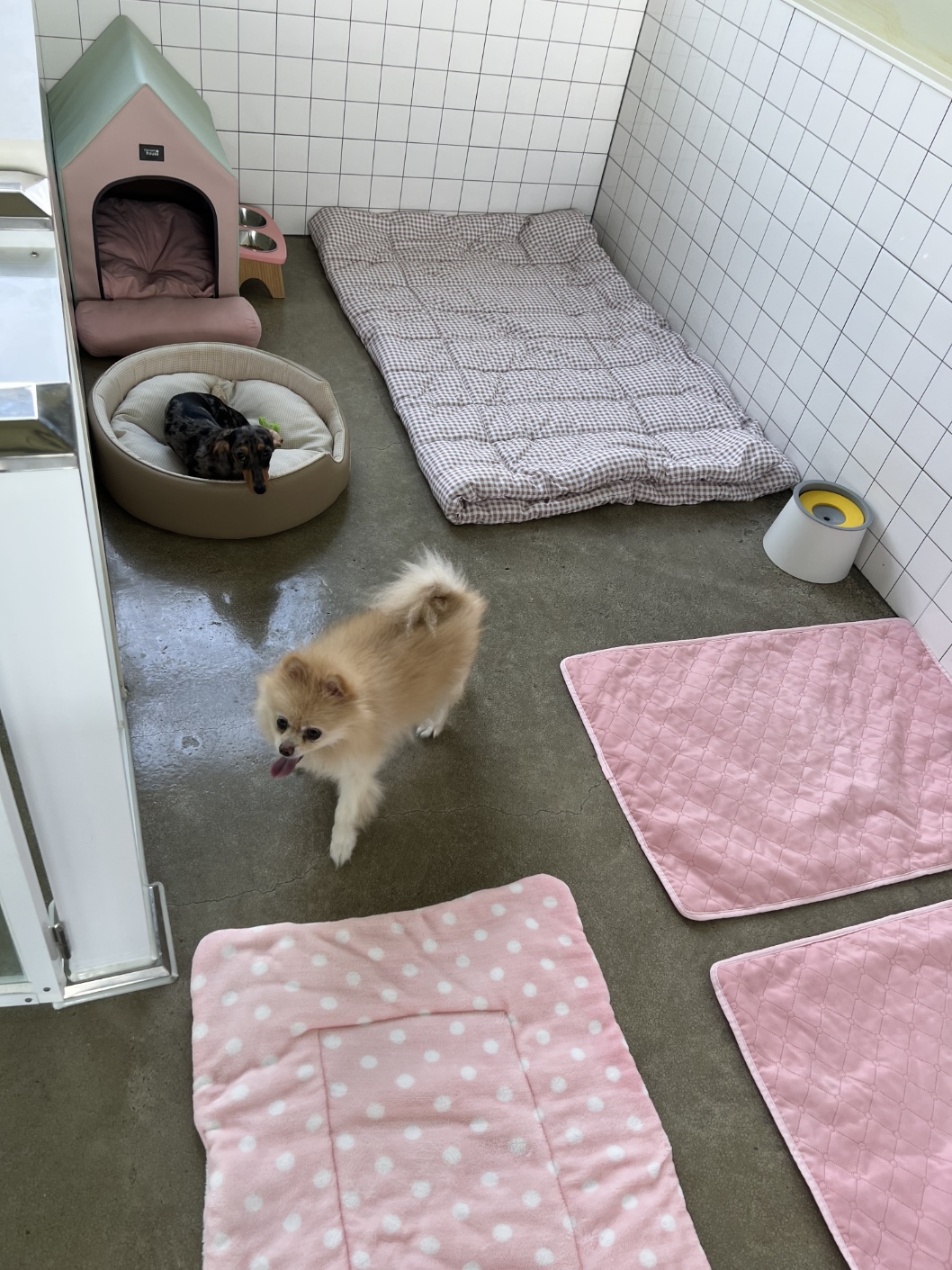 강아지놀이터 대표 이미지