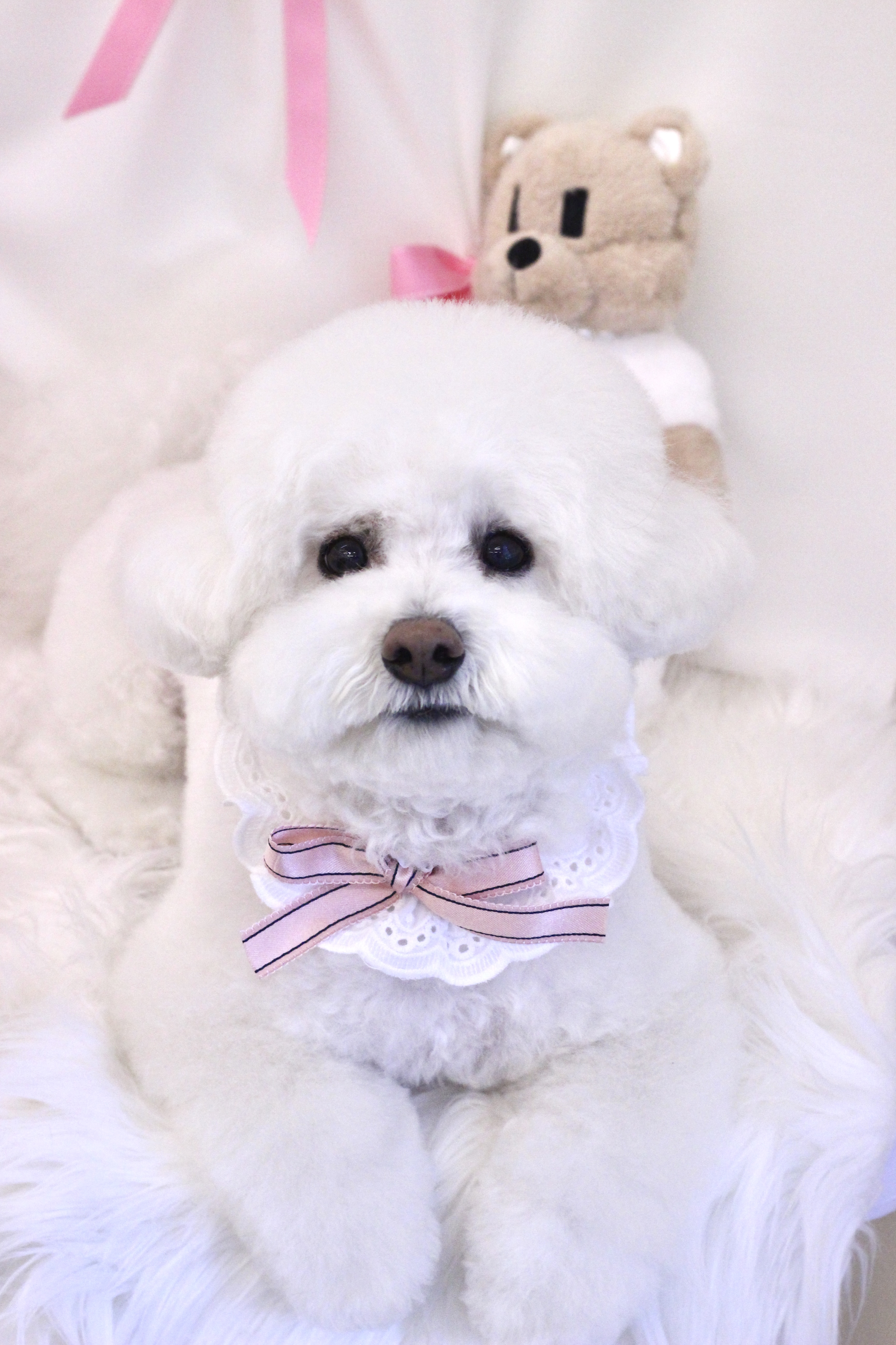 디오네도그케어살롱 서초점 대표 이미지