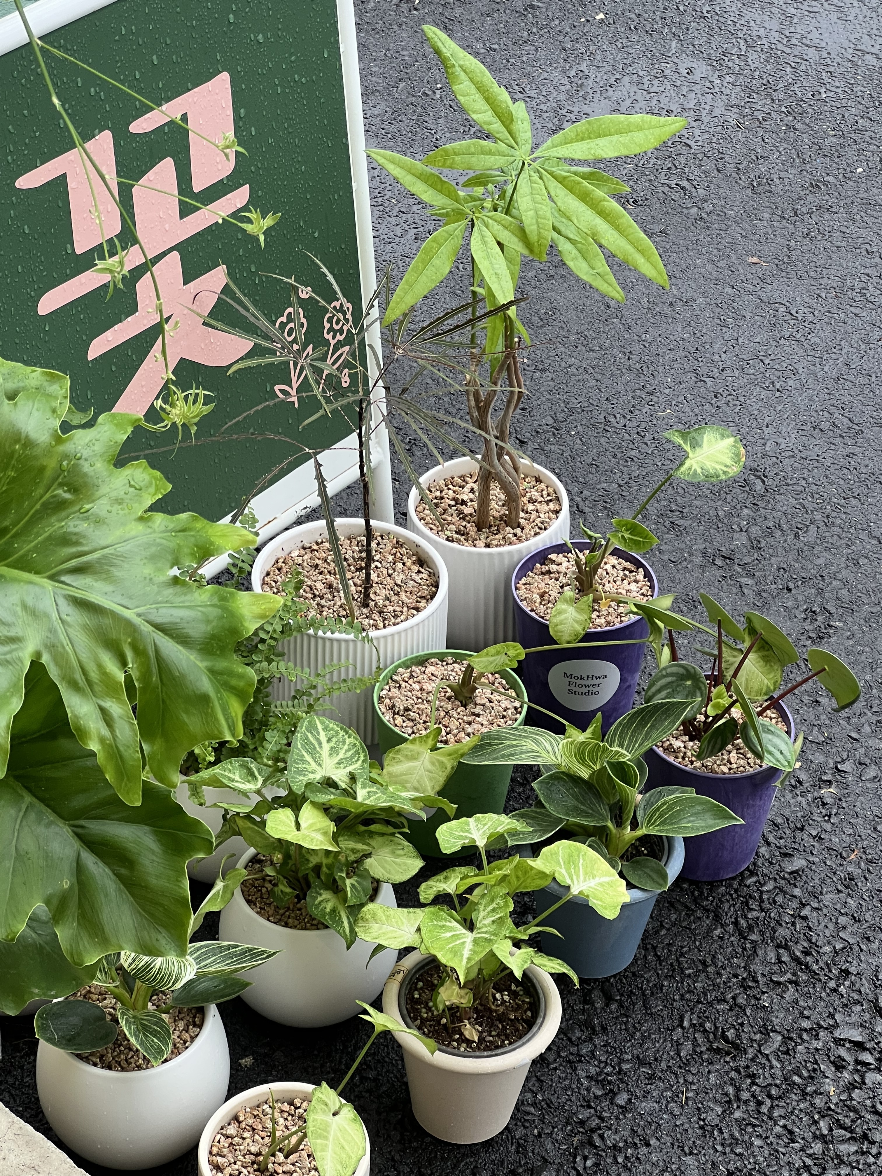 목화