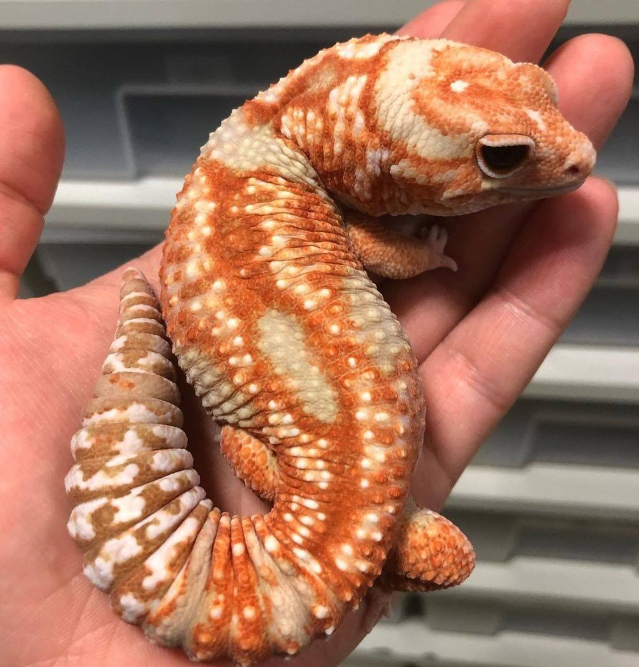 광주 도마뱀 파충류샵 펫테일게코 더 하우스 대표 이미지