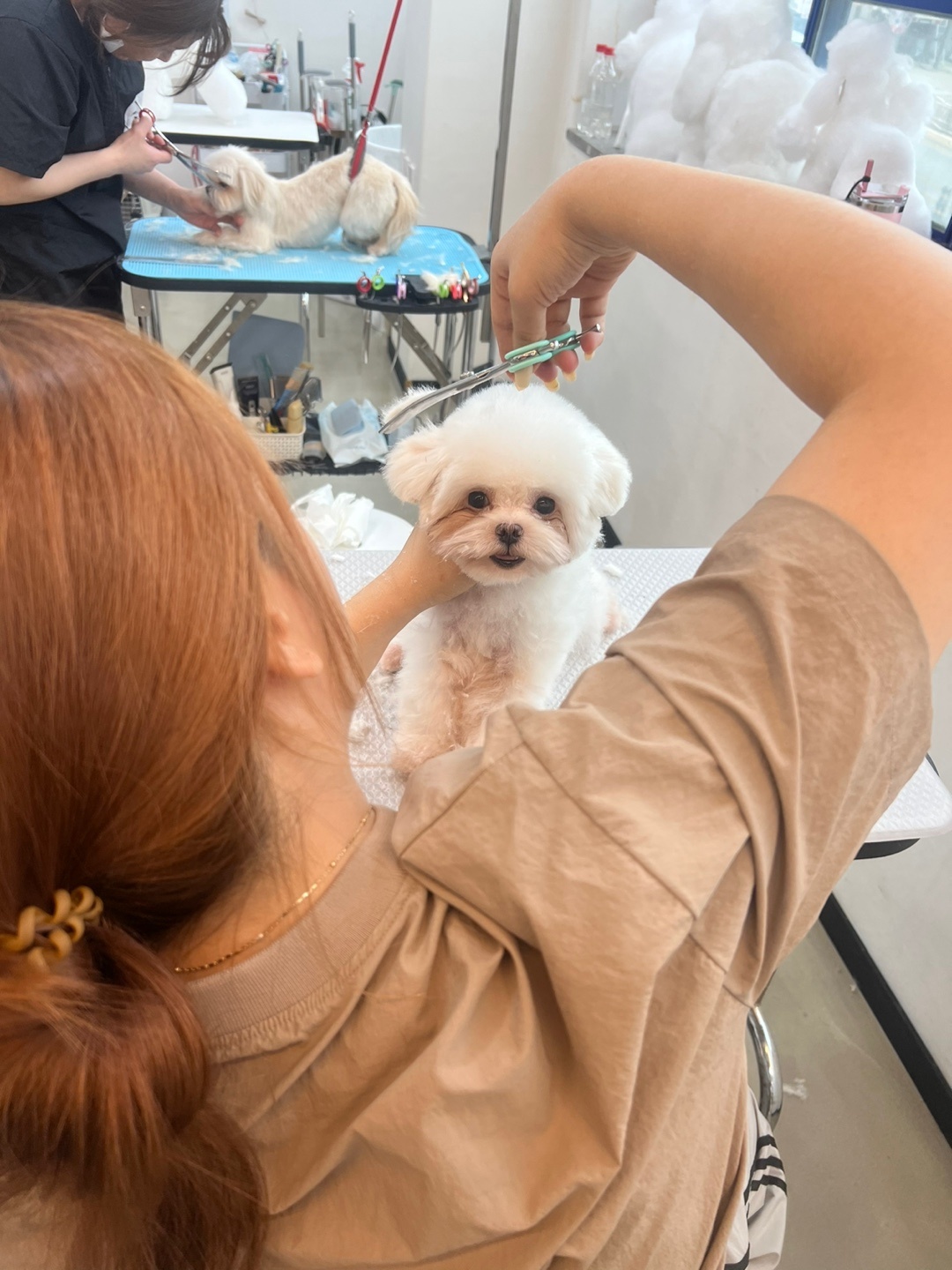 서산탑애견미용학원