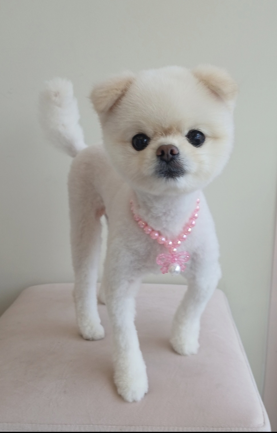 힐스독카페 3