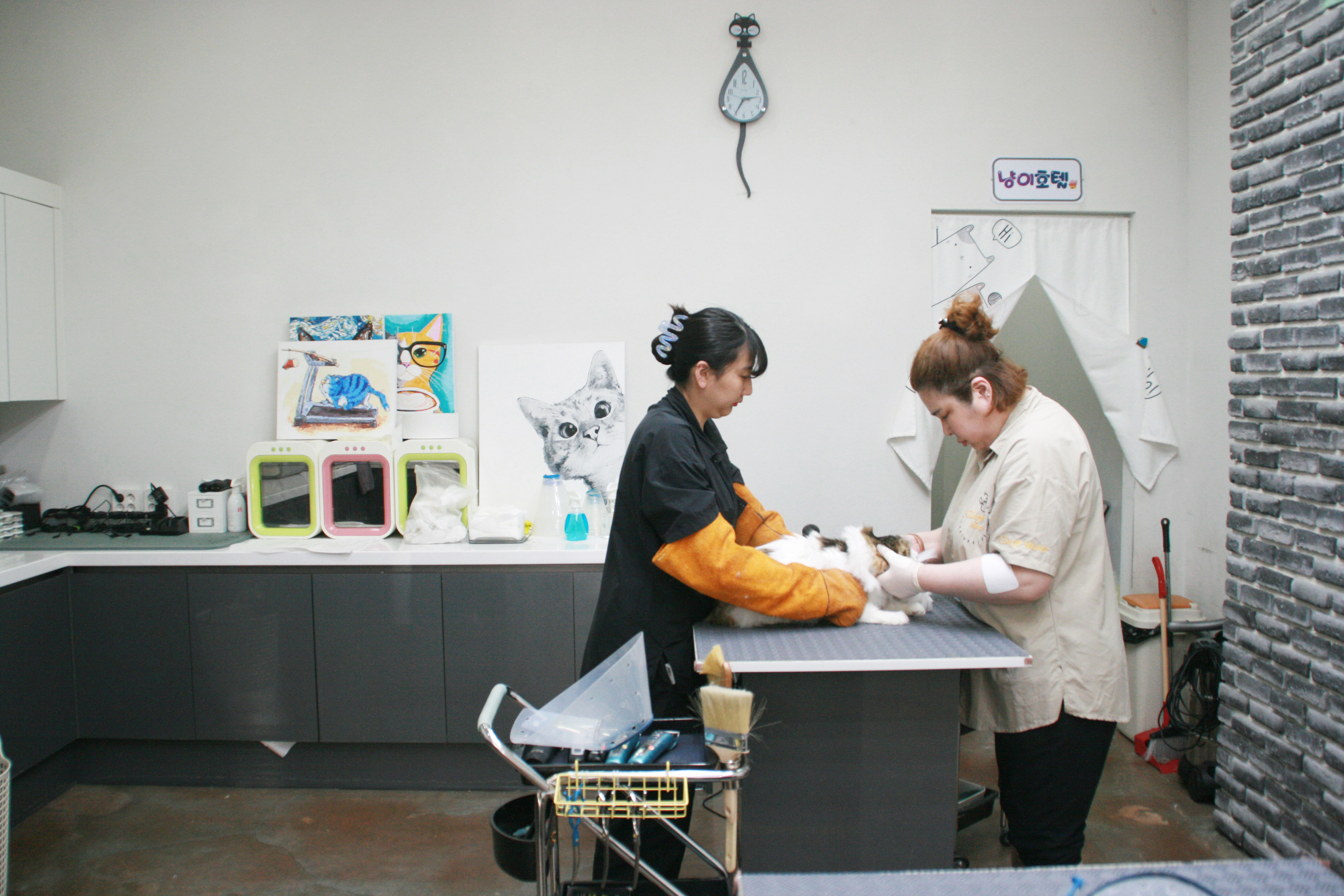 야옹아놀자 천안점 대표 이미지