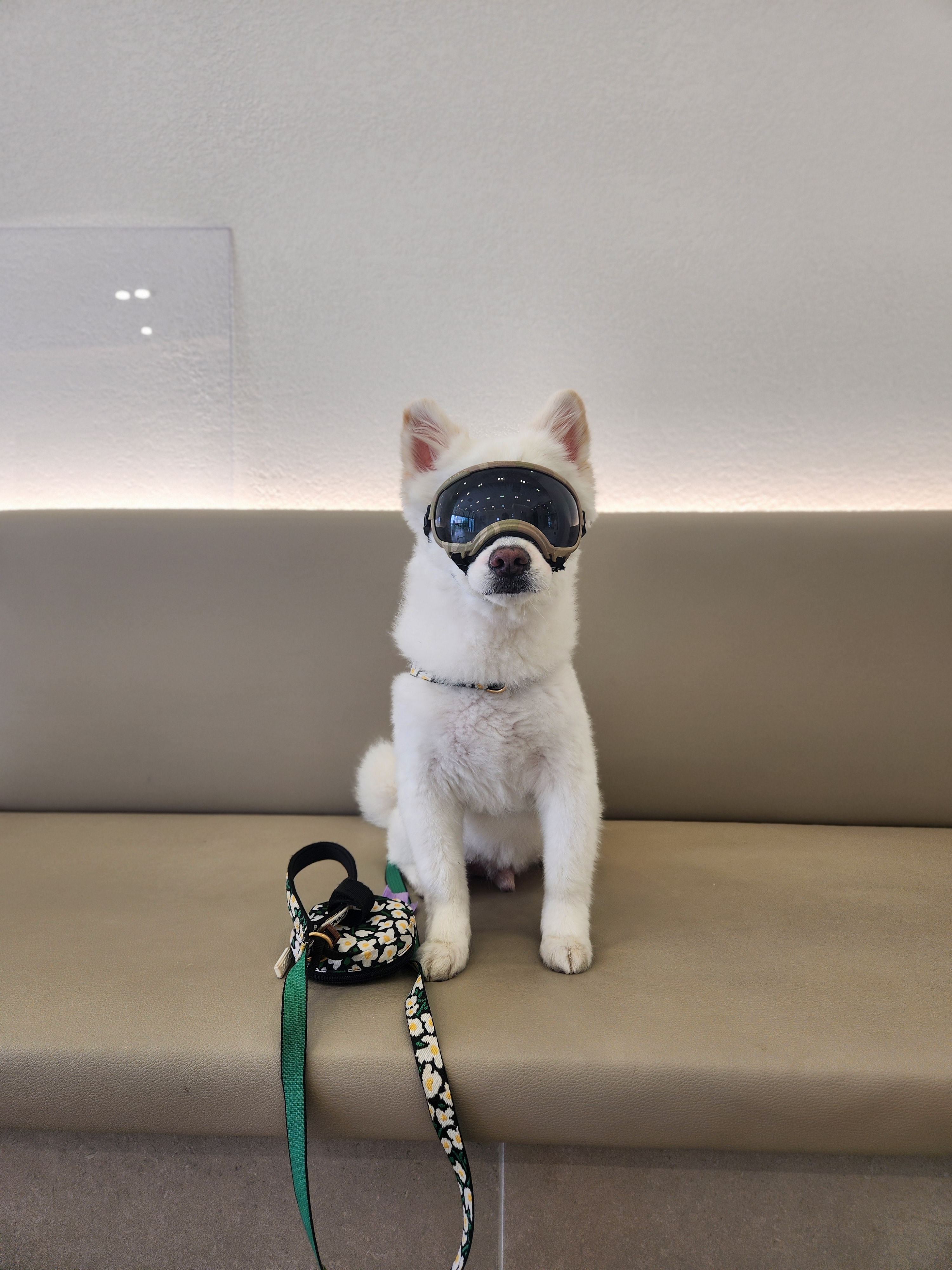럽독 LUVDOG 대표 이미지