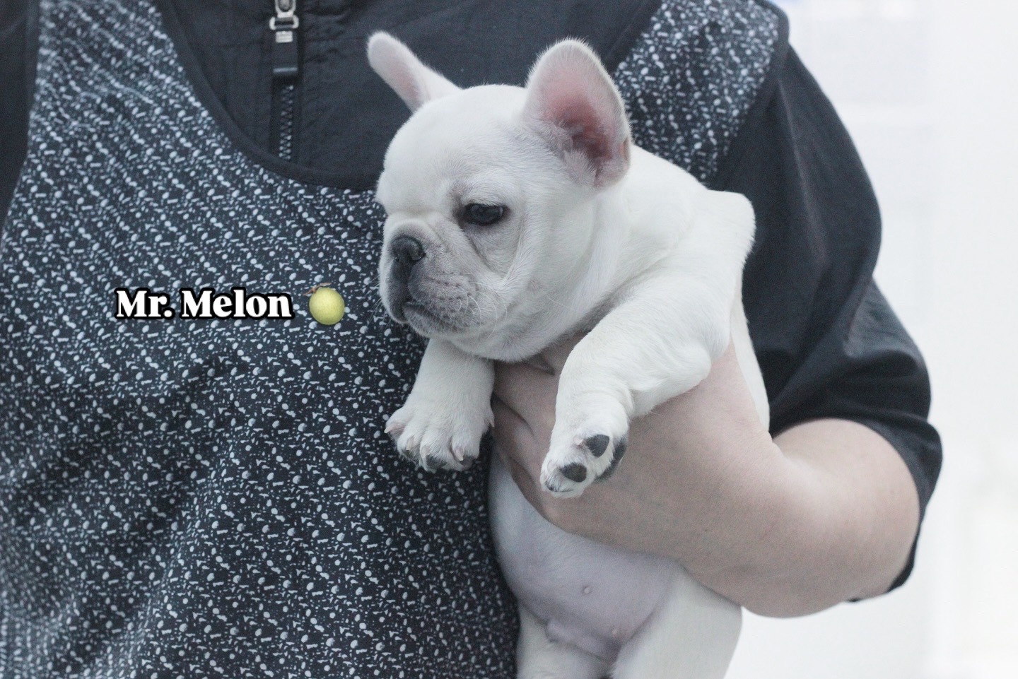 넥서스켄넬 대표 이미지