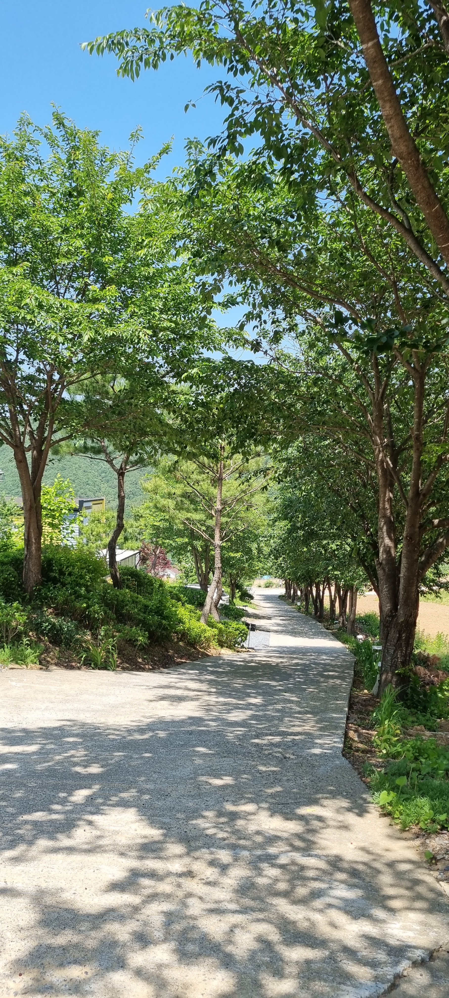 패누 설명사진