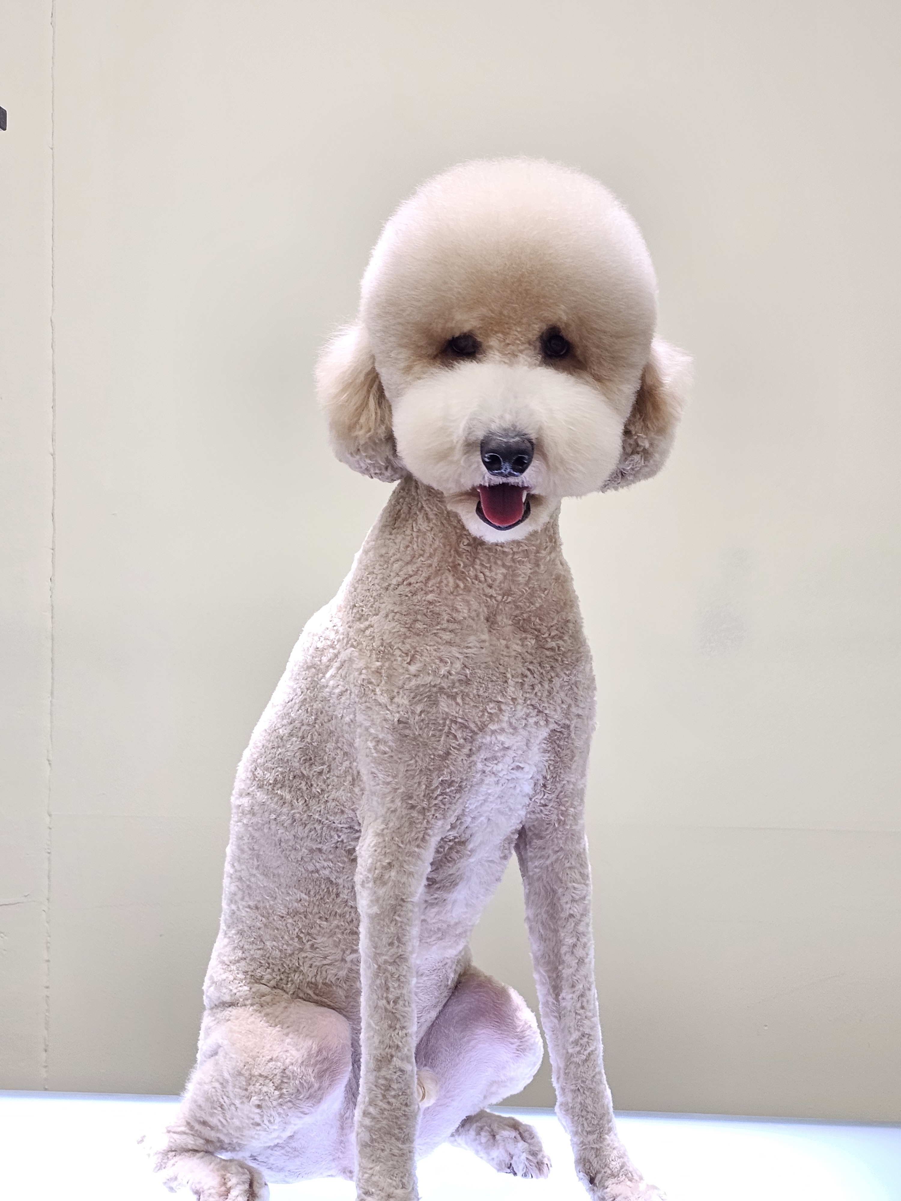 몽블링 대표 이미지
