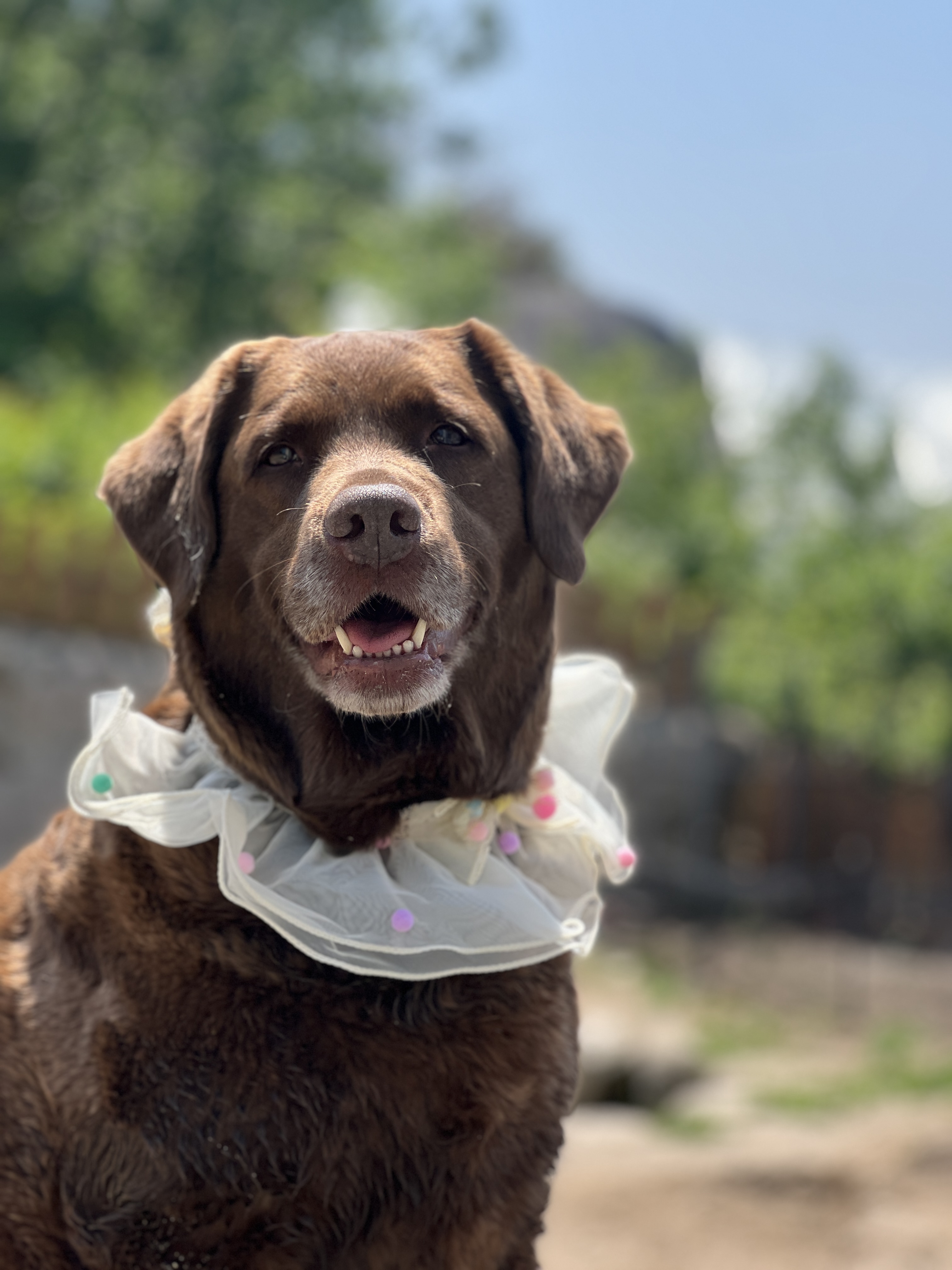 댕릉원 애견유치원 애견호텔 대표 이미지