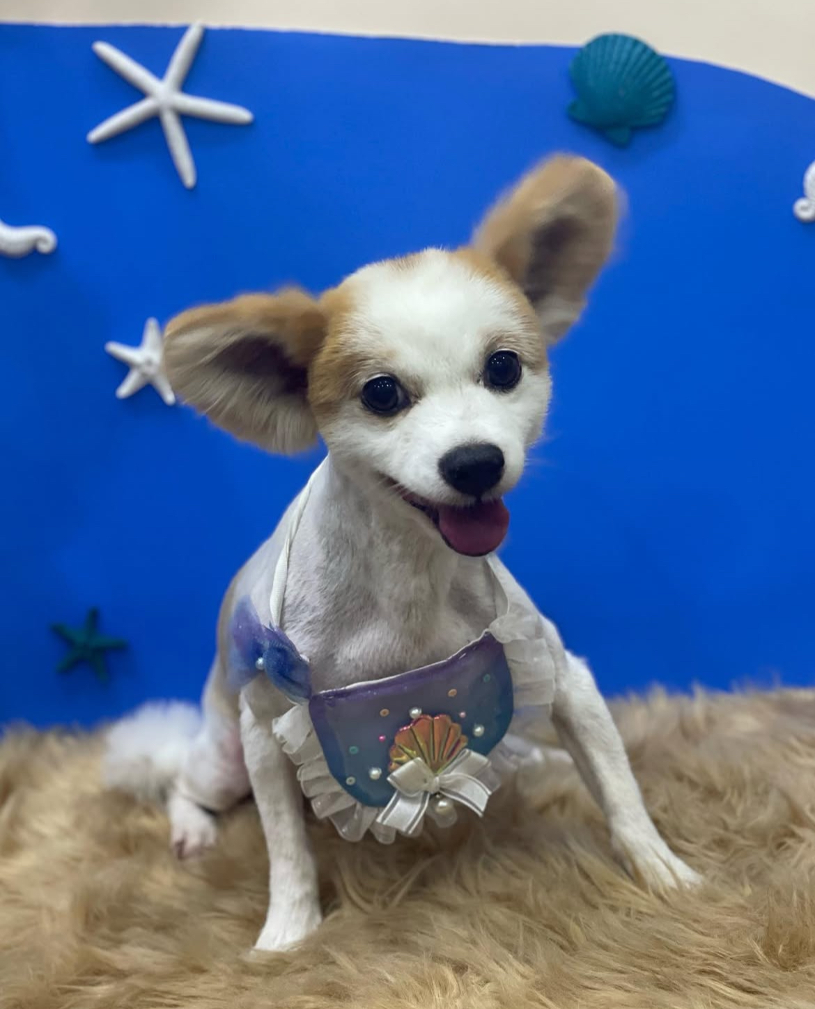 방울그루밍 대표 이미지