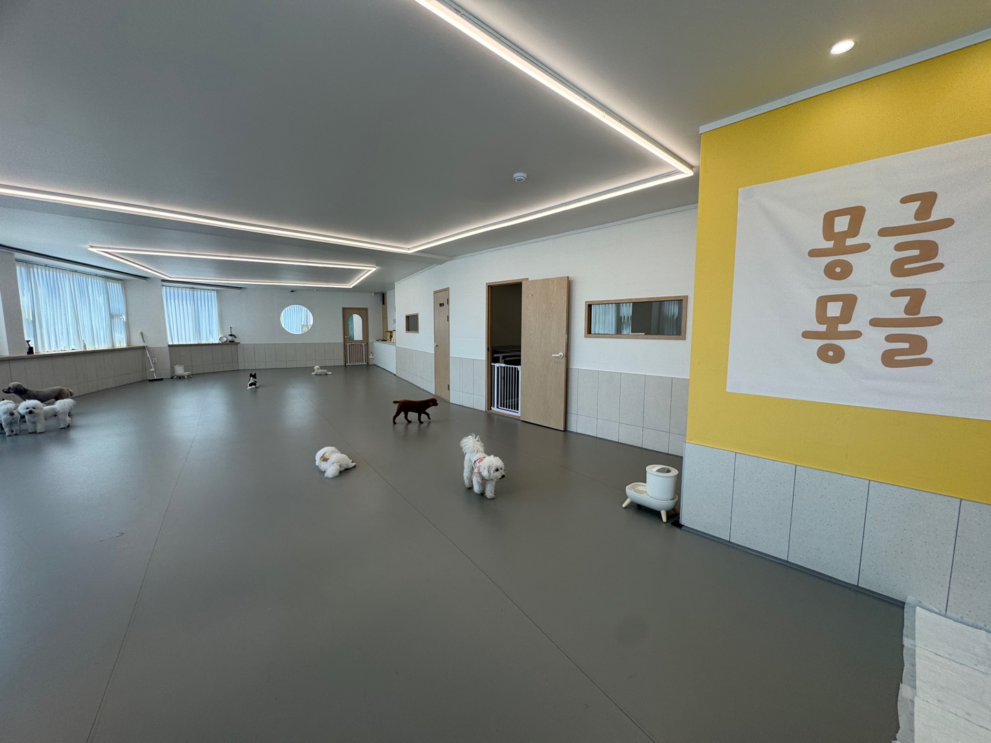 몽글몽글 반려견 유치원 대표 이미지