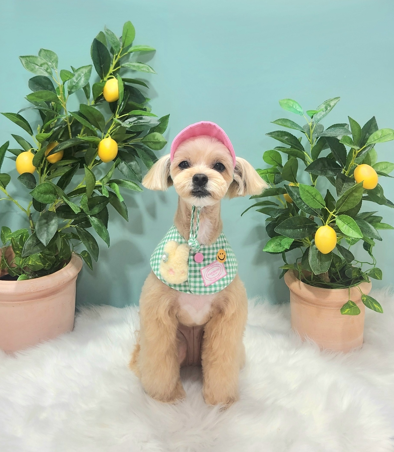 오렌지펫 대표 이미지