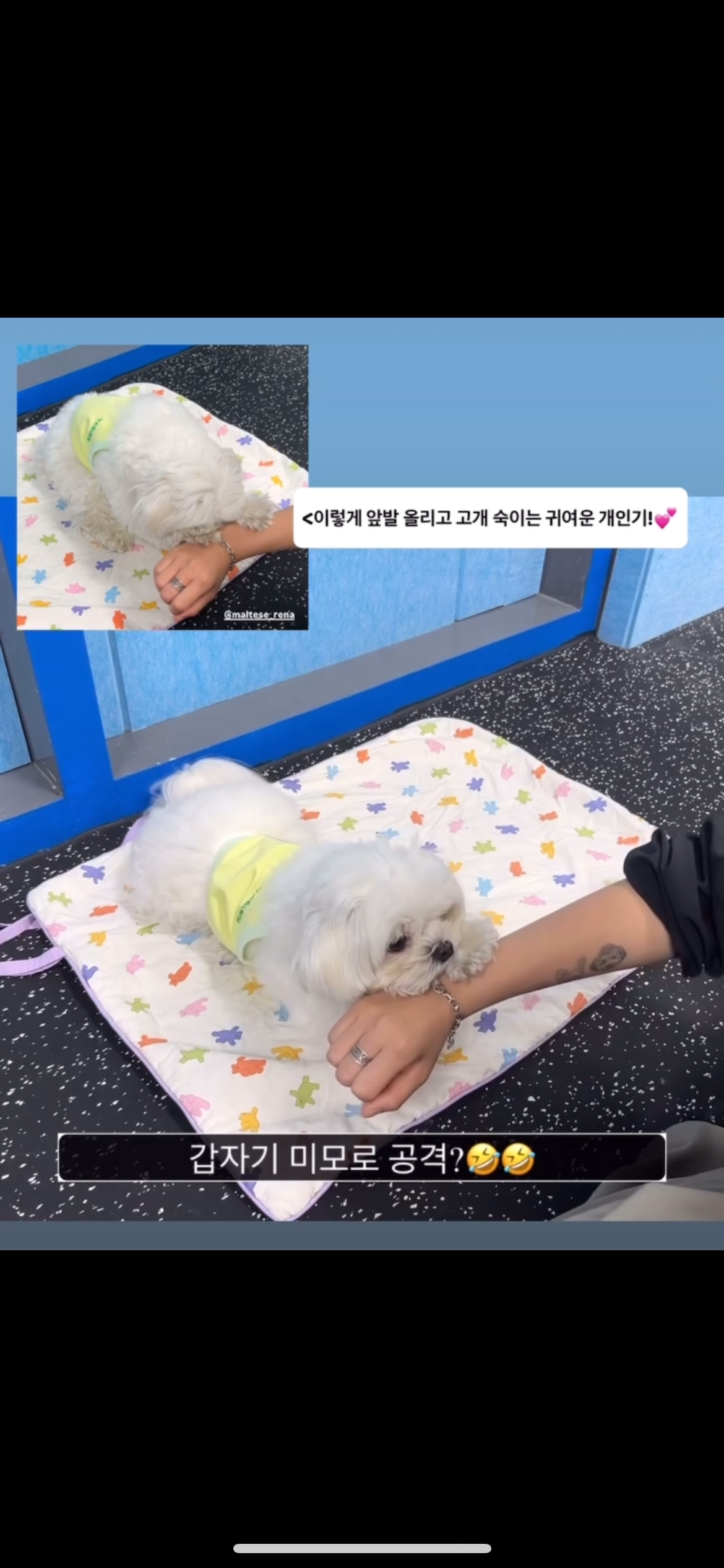 이리온 동탄 애견유치원 애견호텔 대표 이미지