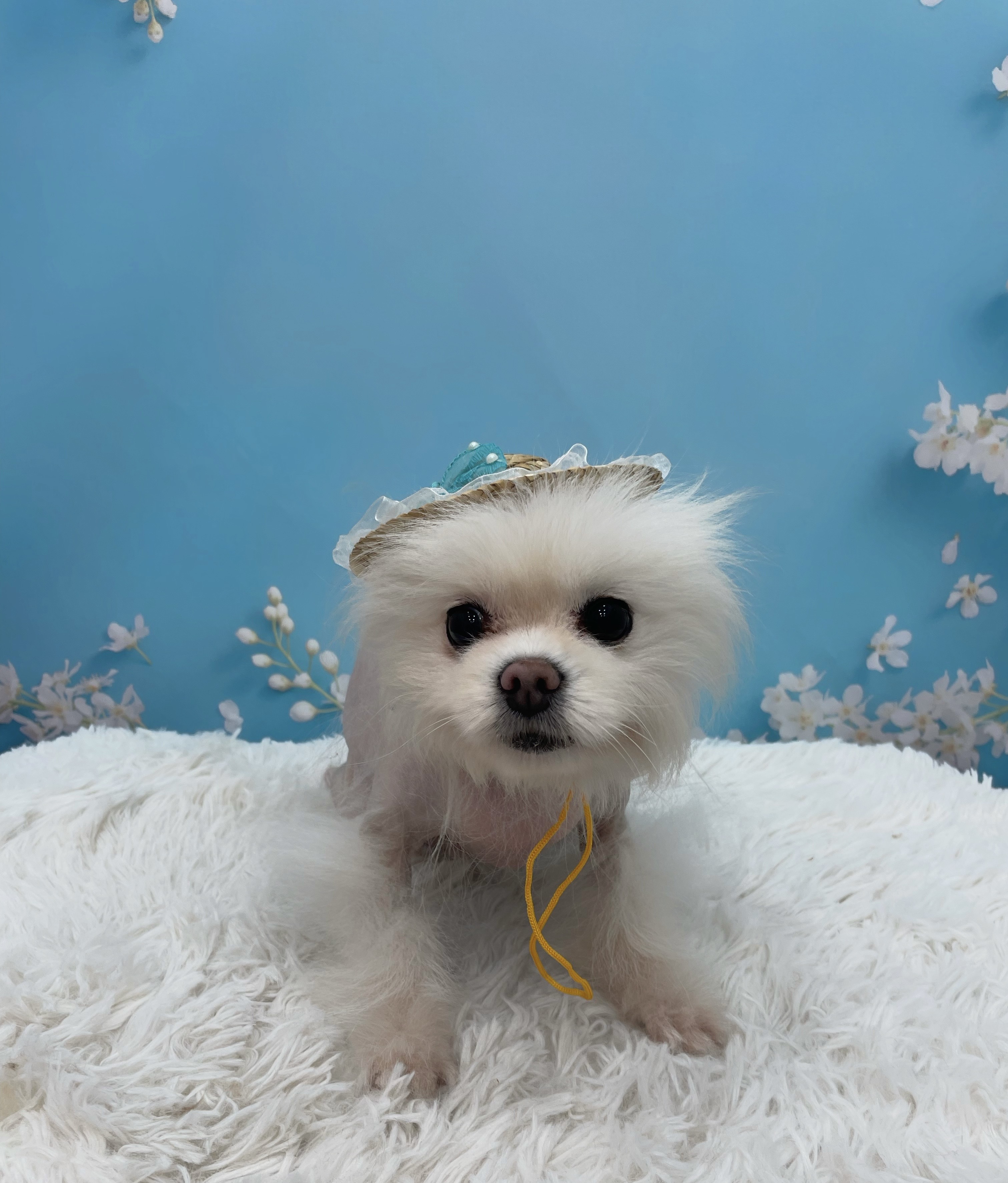 멍멍아또와 애견미용&돌봄 대표 이미지