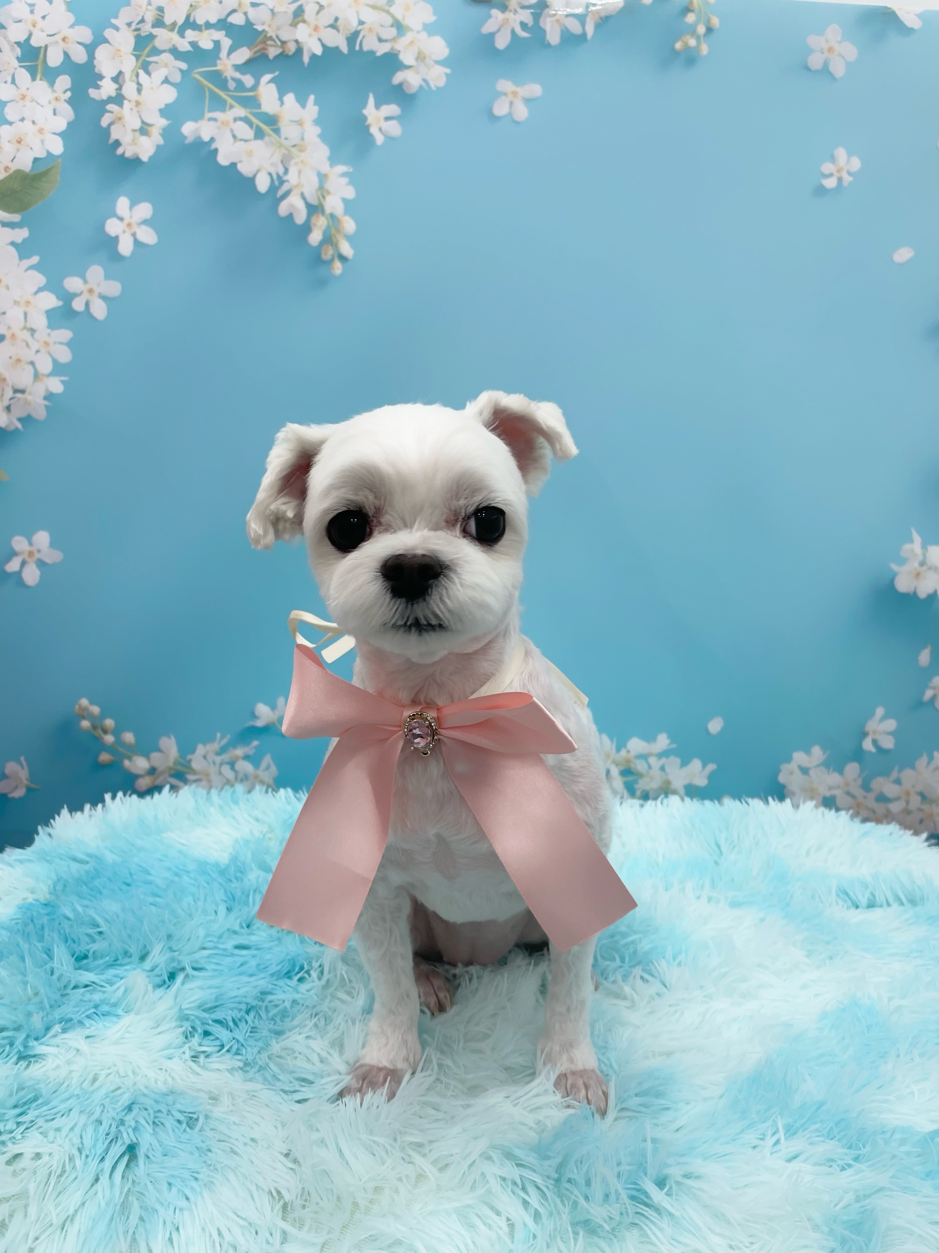 멍멍아또와 애견미용&돌봄 대표 이미지