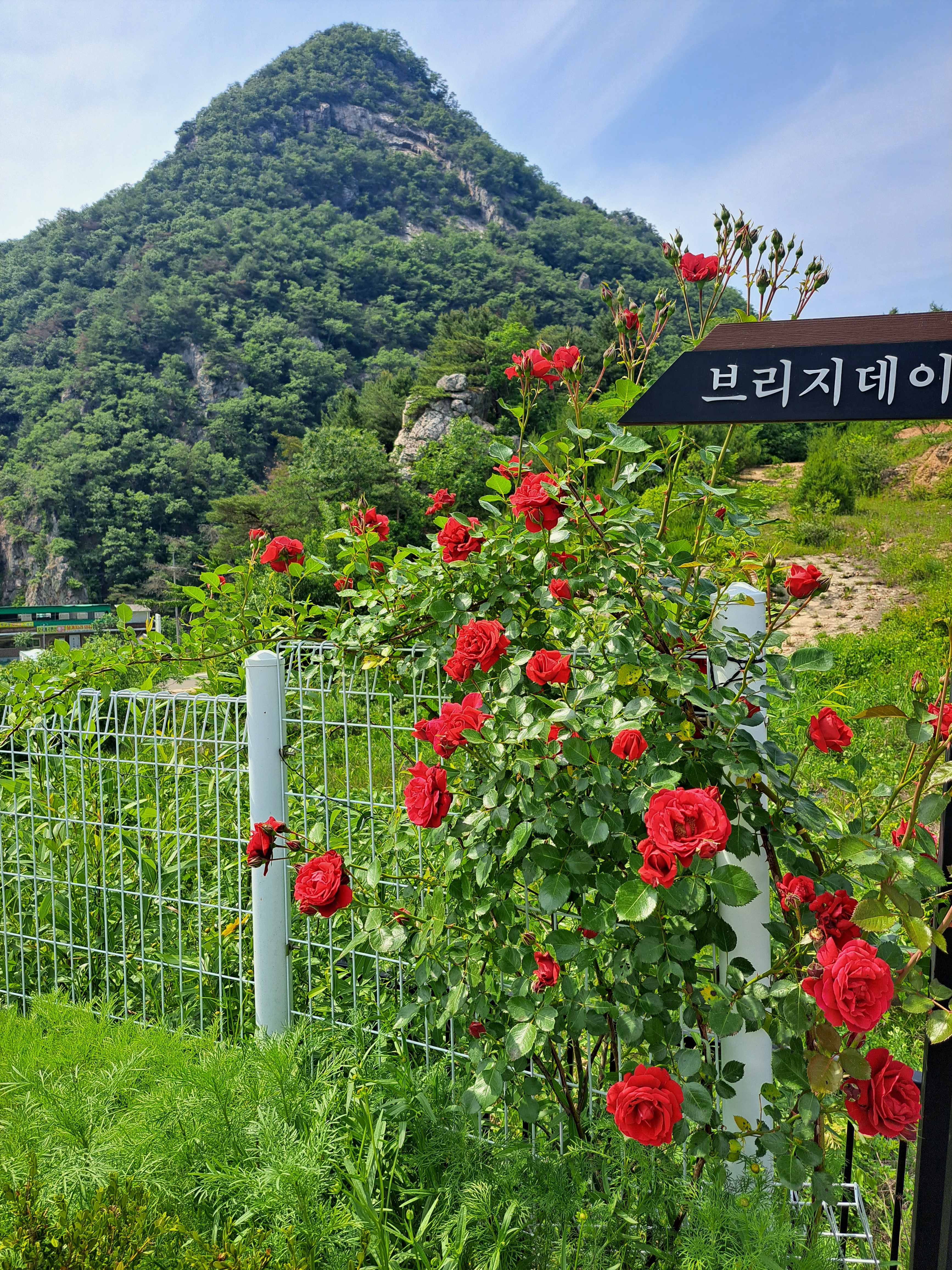 브리지데이