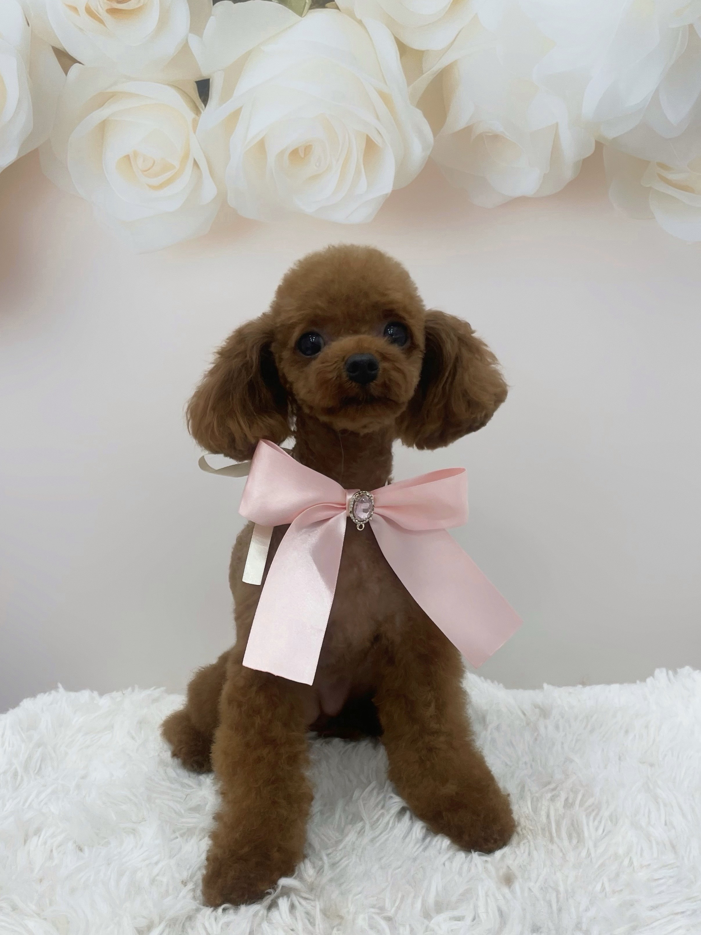 멍멍아또와 애견미용&돌봄 대표 이미지