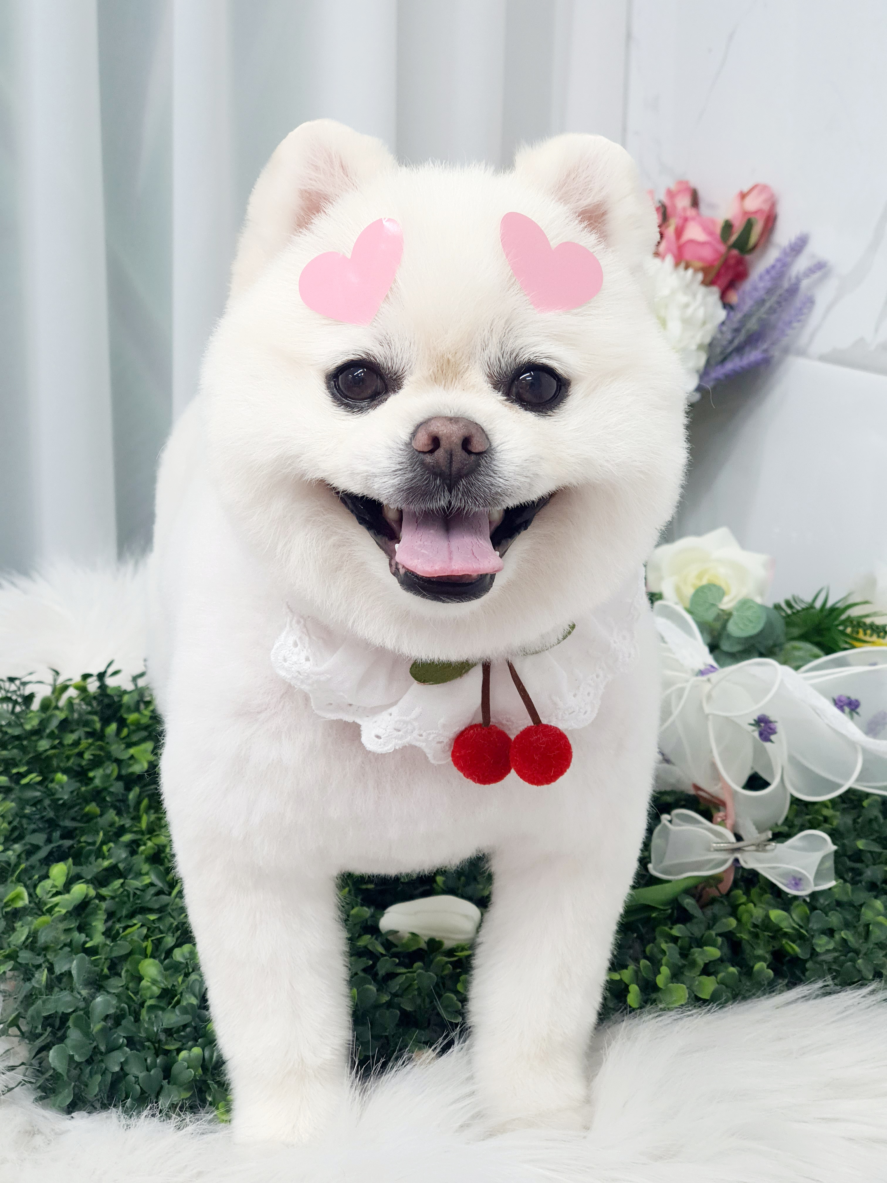 퍼피쌀롱 애견미용실 대표 이미지