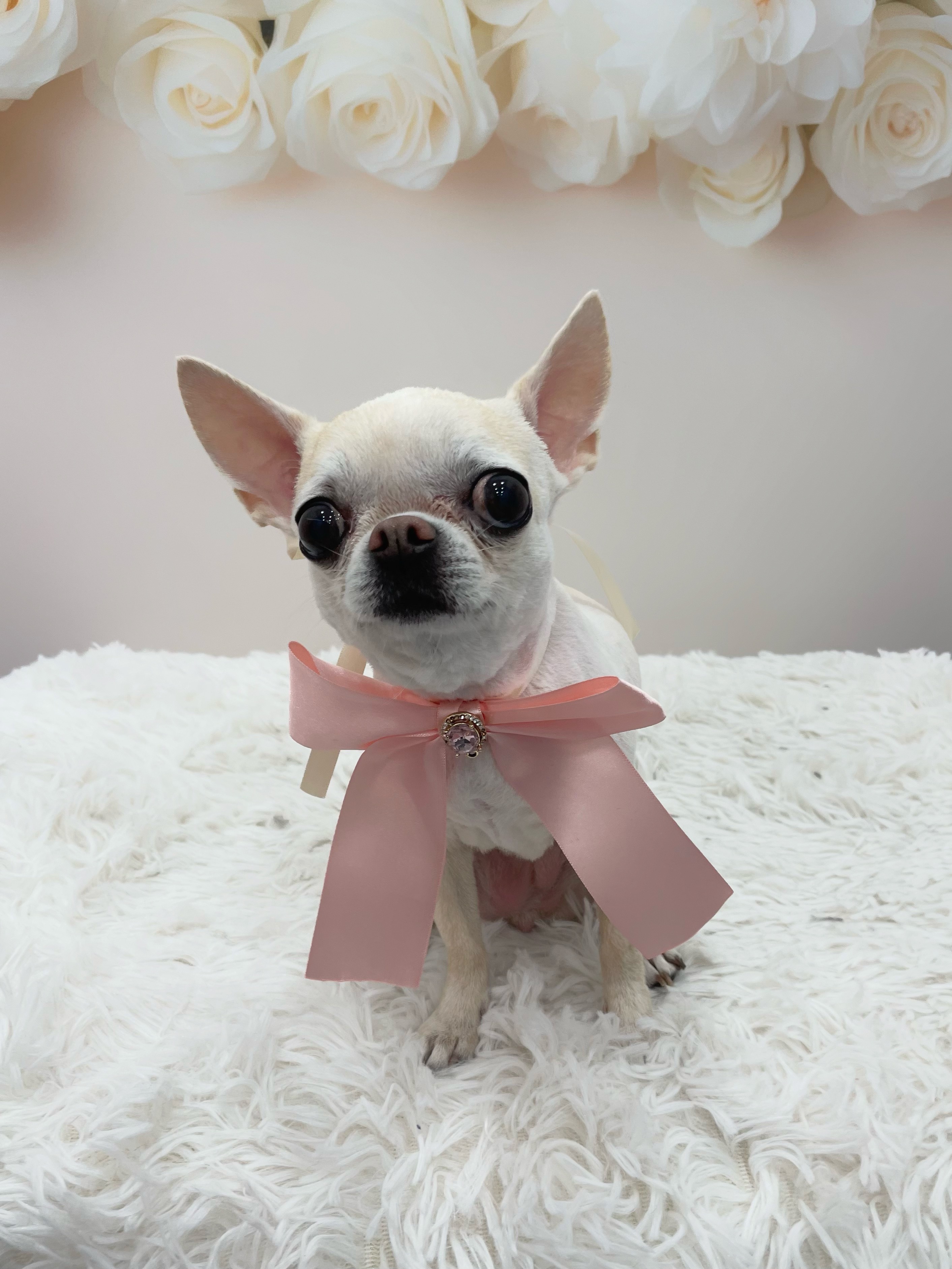 멍멍아또와 대표 이미지