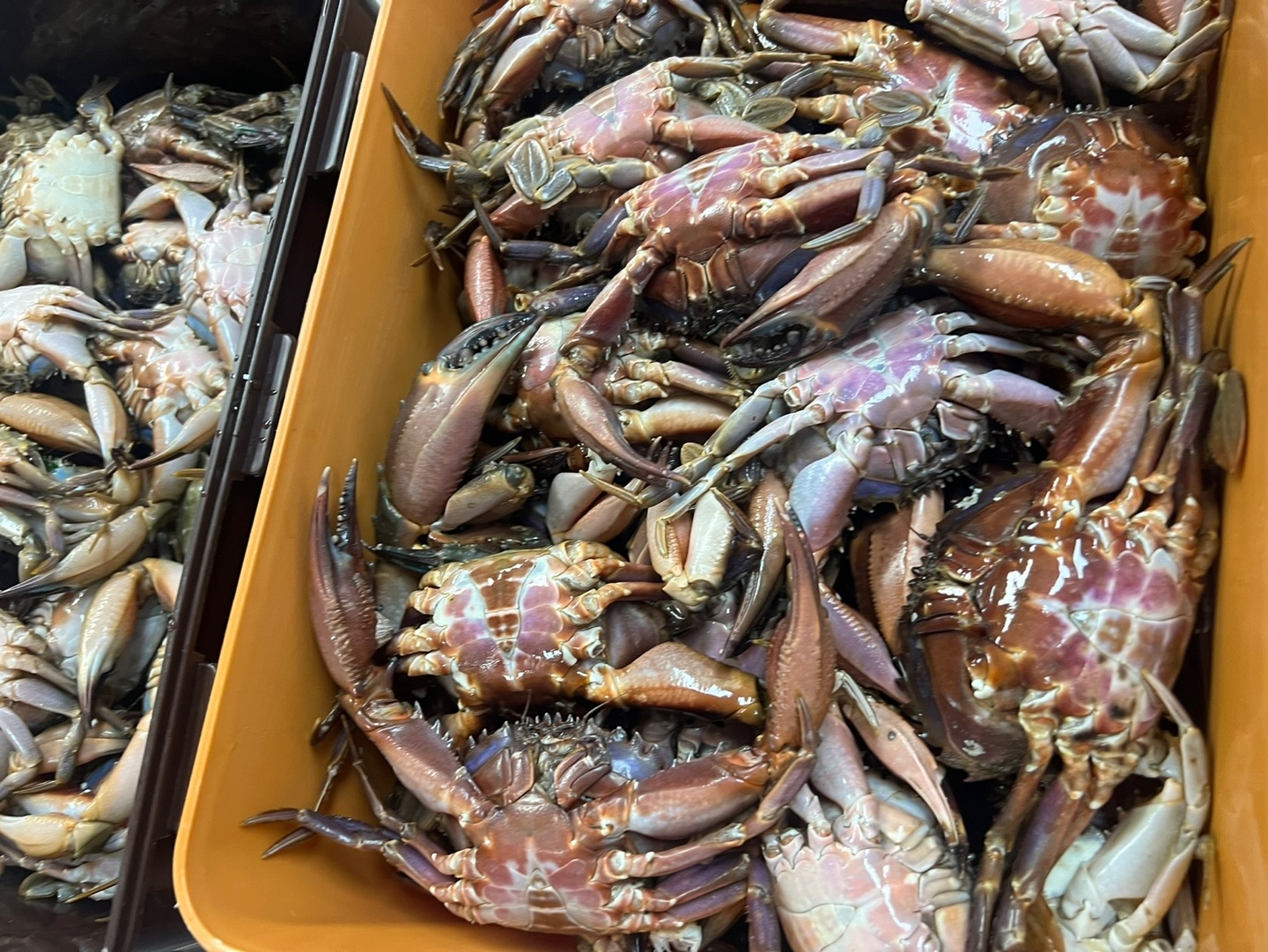 원양호 이미지 4