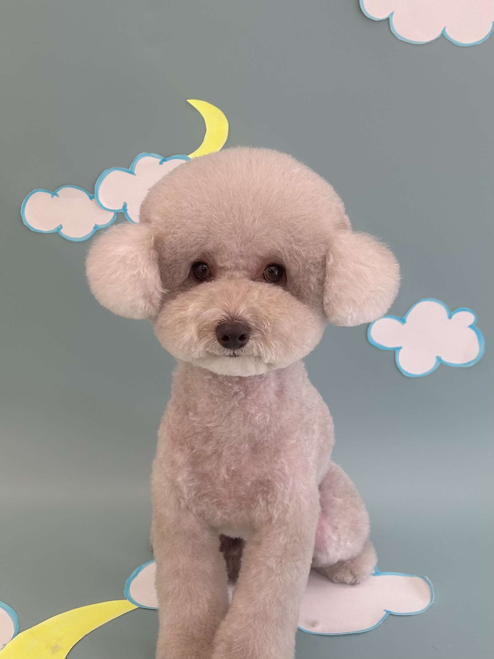 트리밍숍 대표 이미지