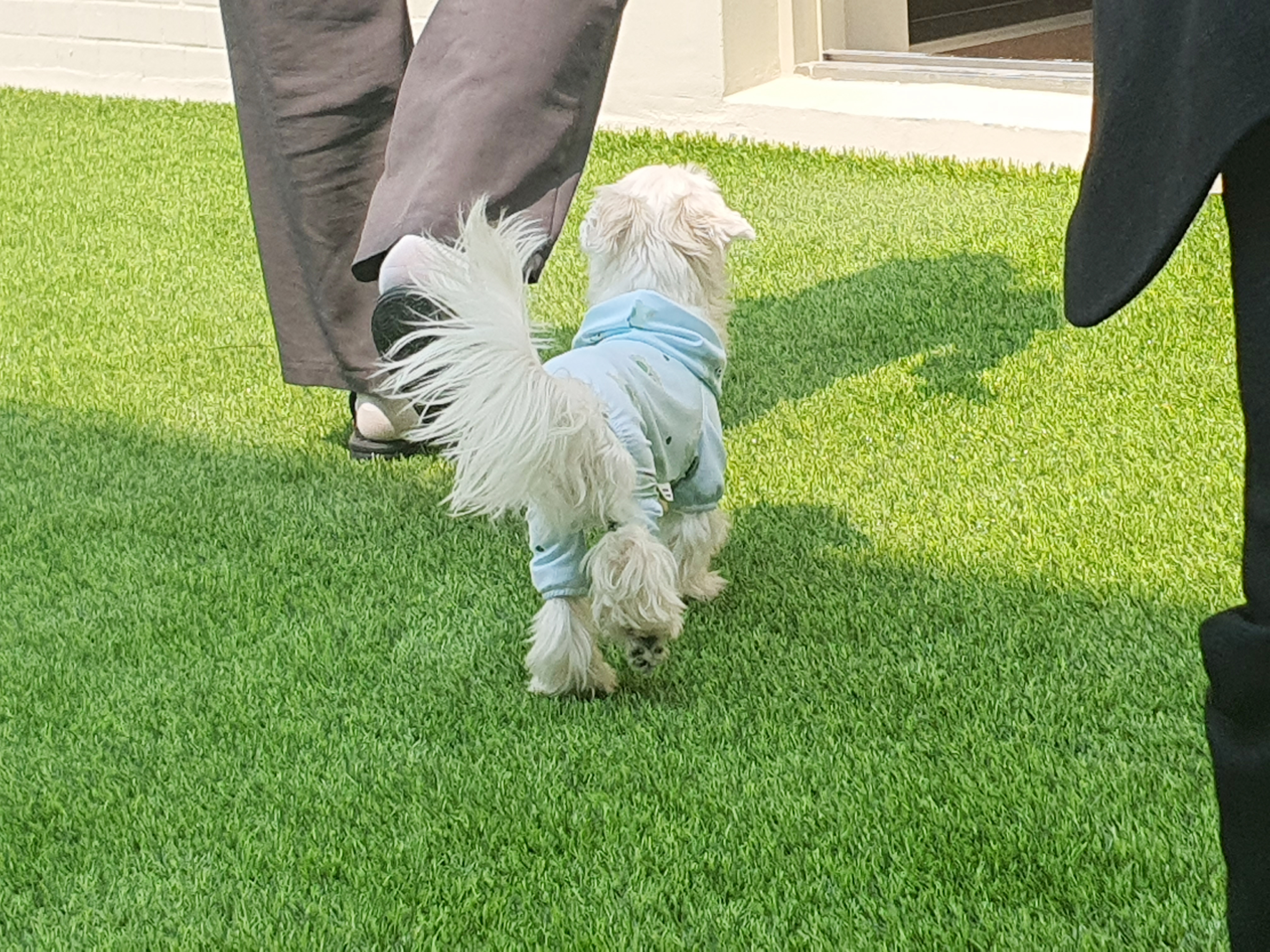 코리아펫아카데미 대표 이미지