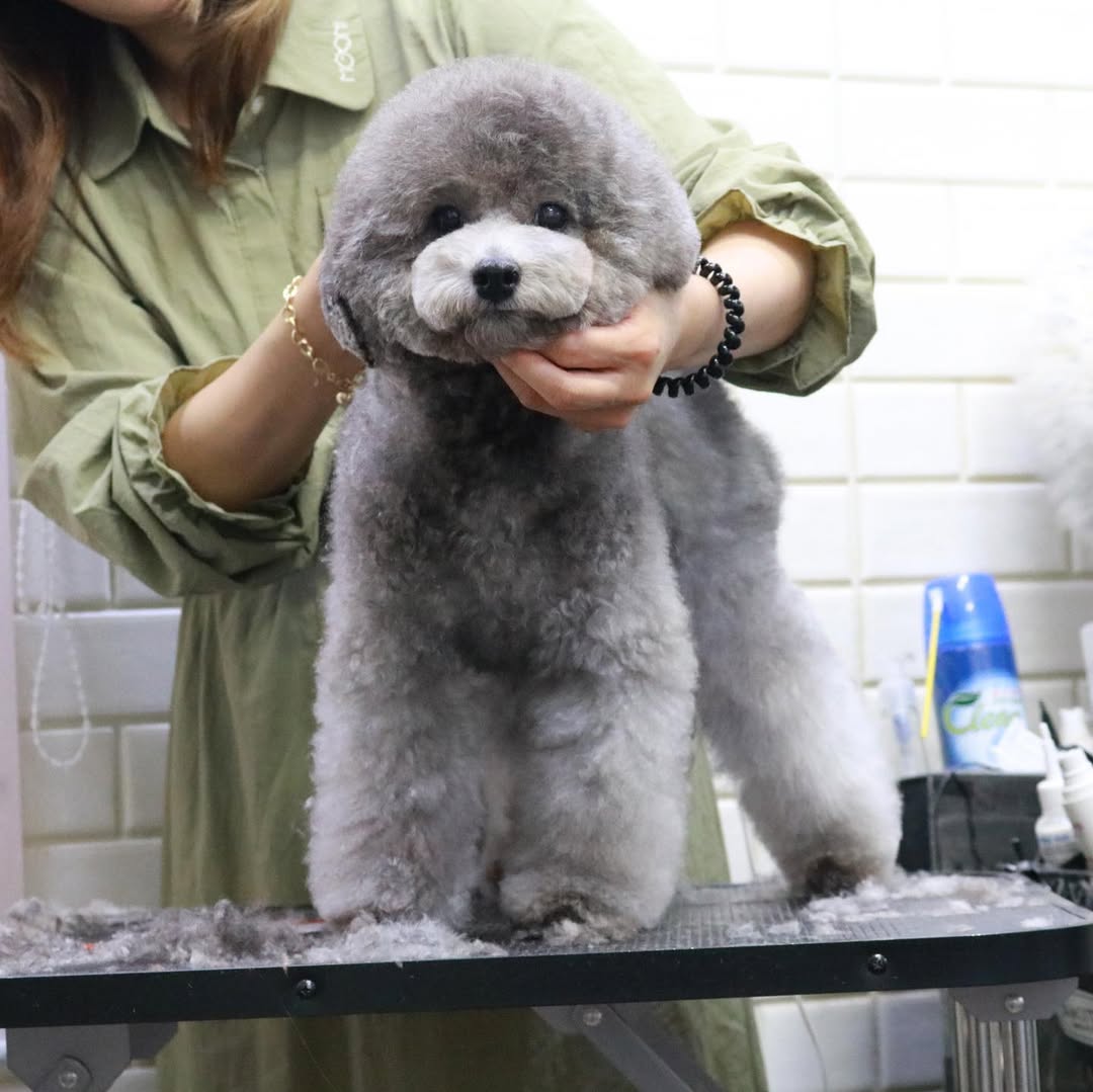 남현댕애견미용 대표 이미지