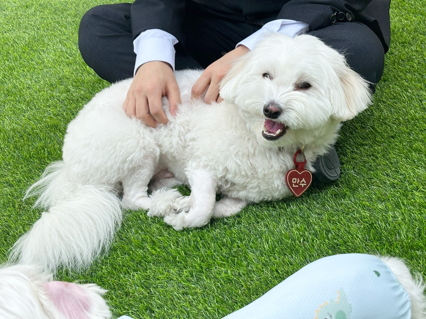 코리아펫아카데미 대표 이미지