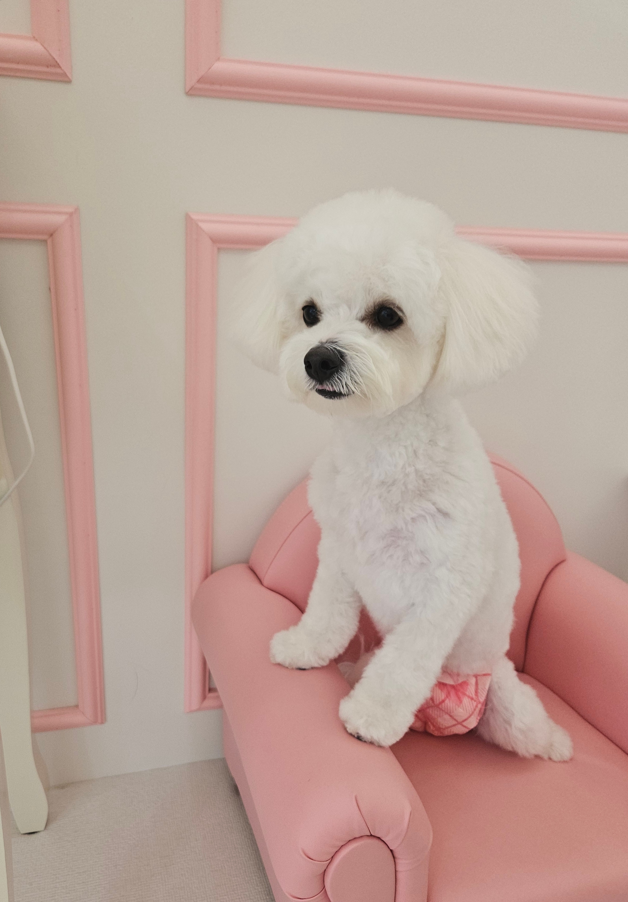 쁘띠르시앙 대표 이미지