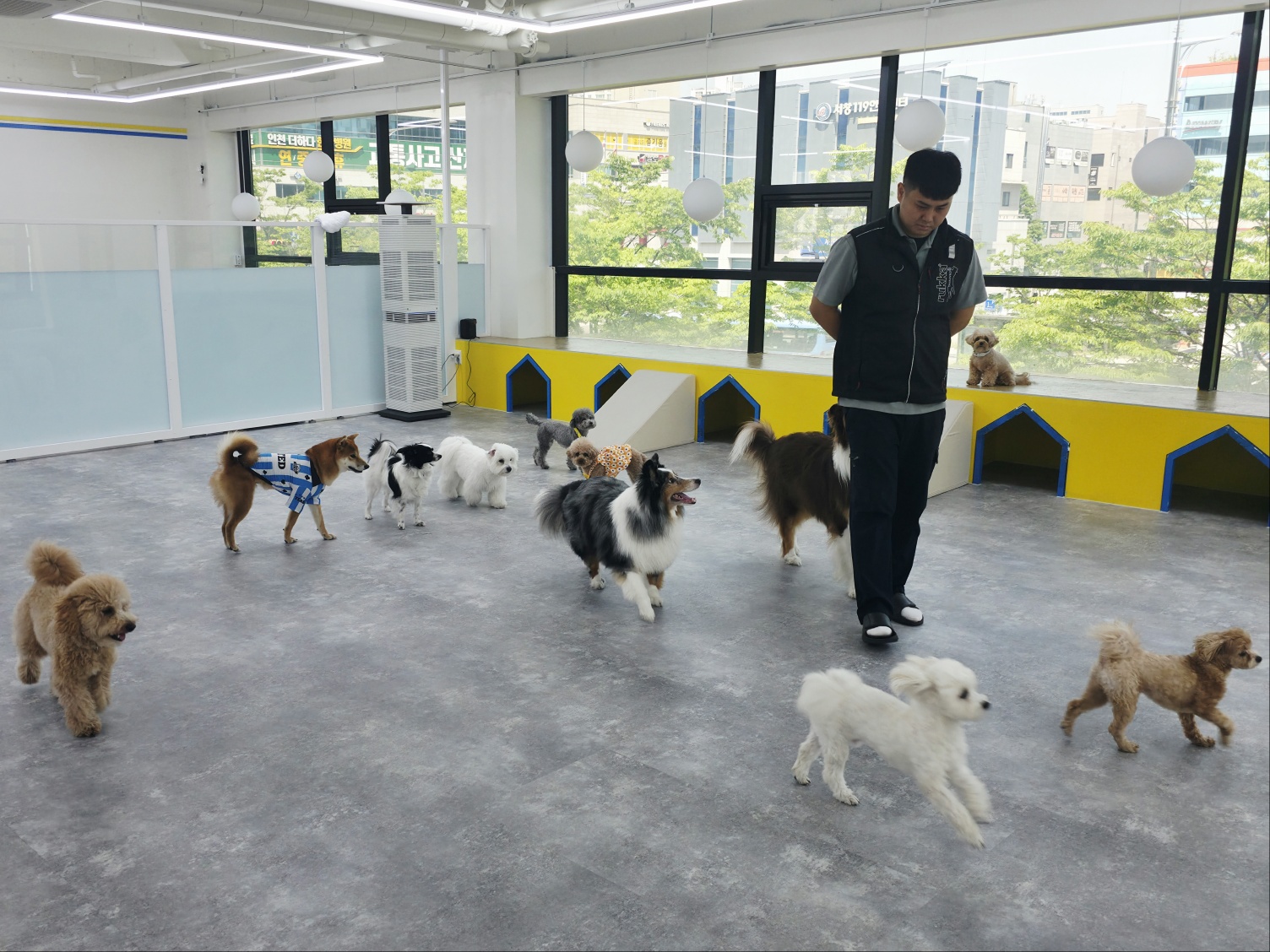 도그라운지 대표 이미지