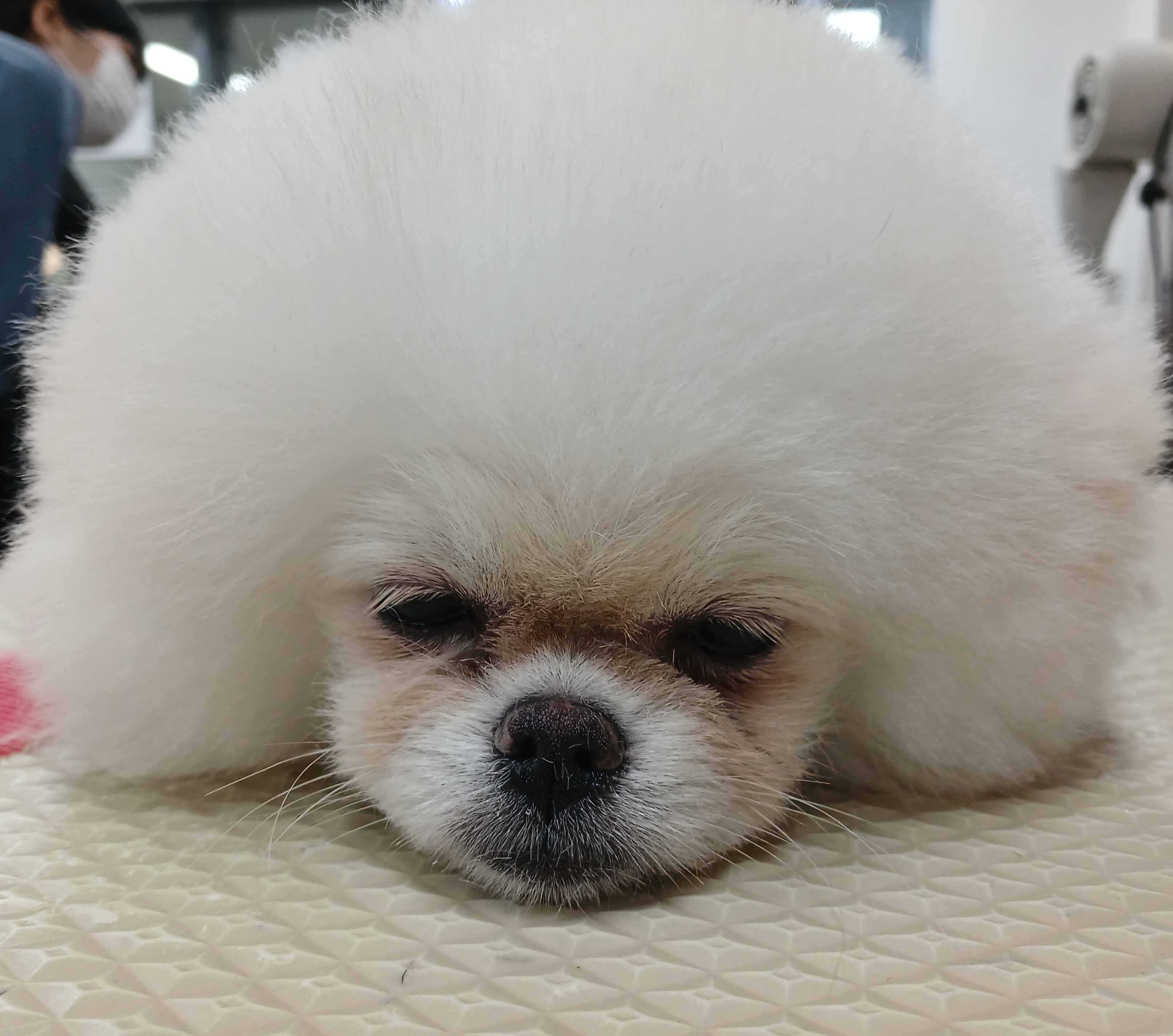 둥이네