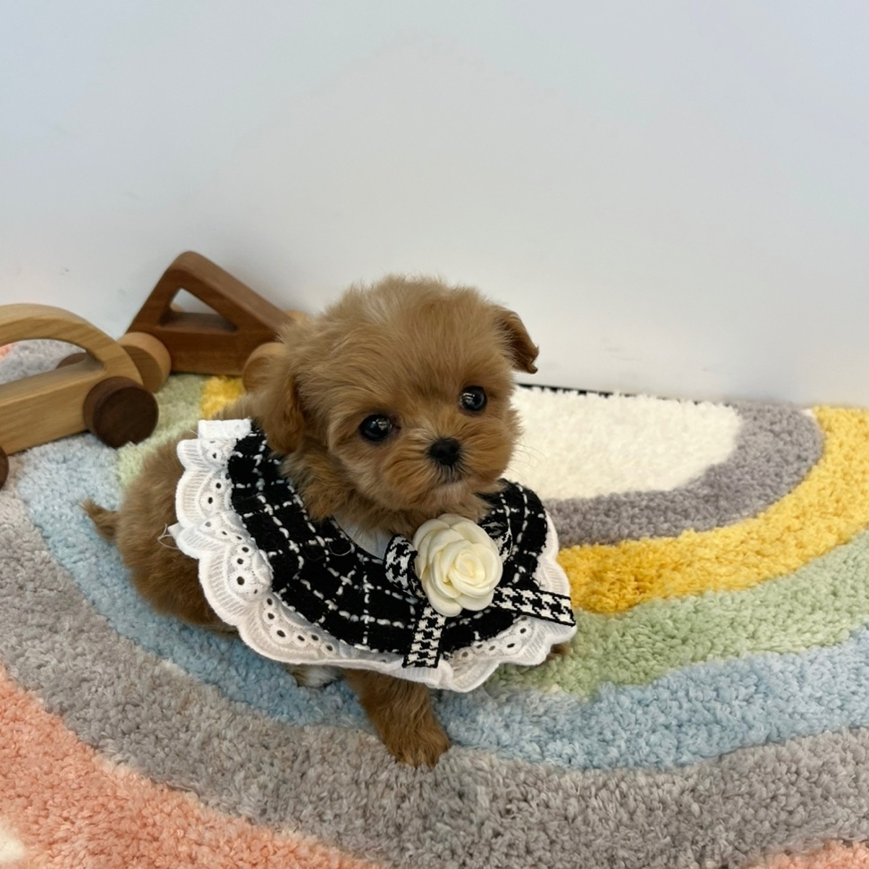 대전 강아지분양 고양이분양 퍼피댕 안심분양소 대전본점 대표 이미지