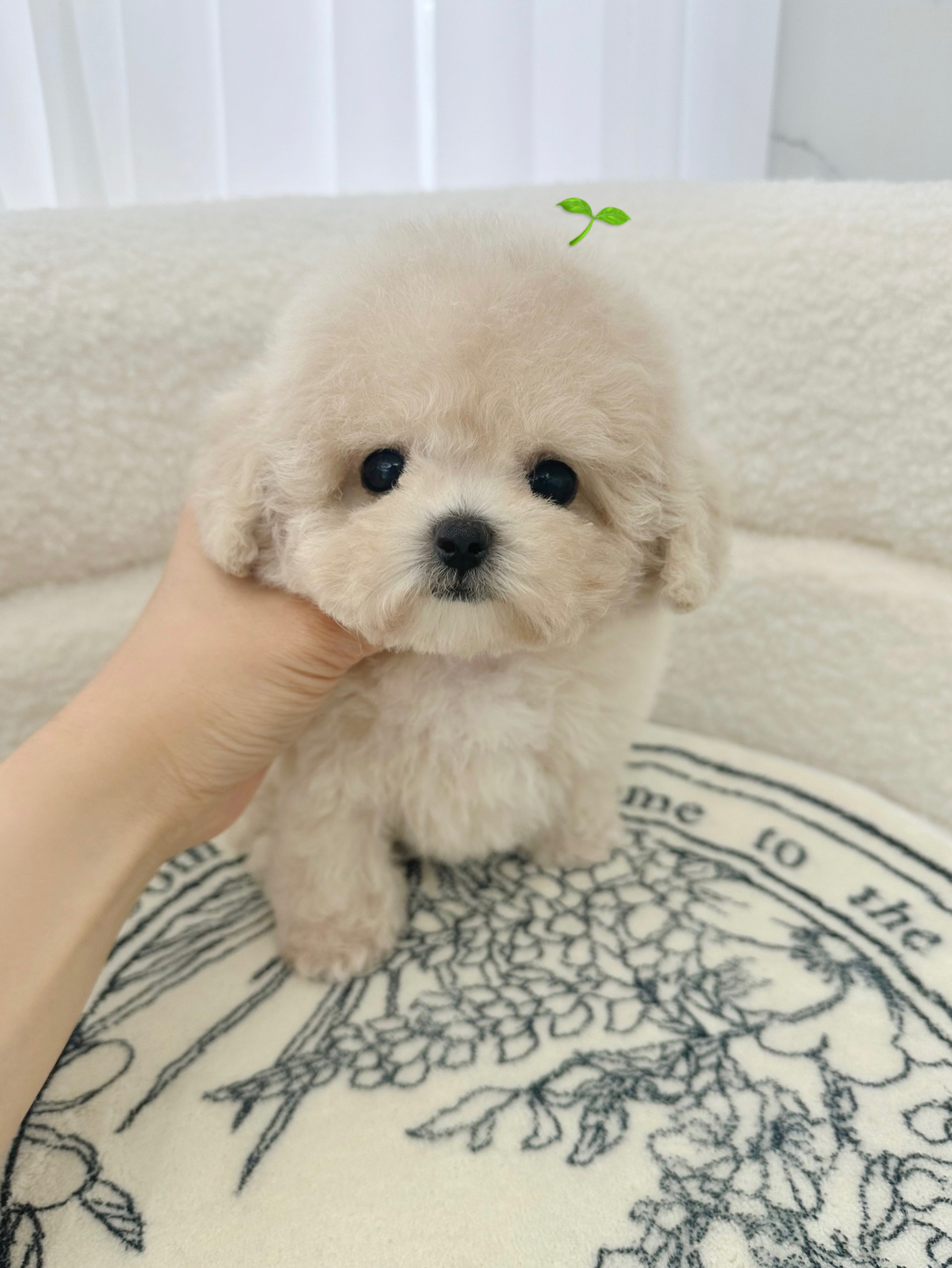 벨슈어퍼피 울산점 대표 이미지