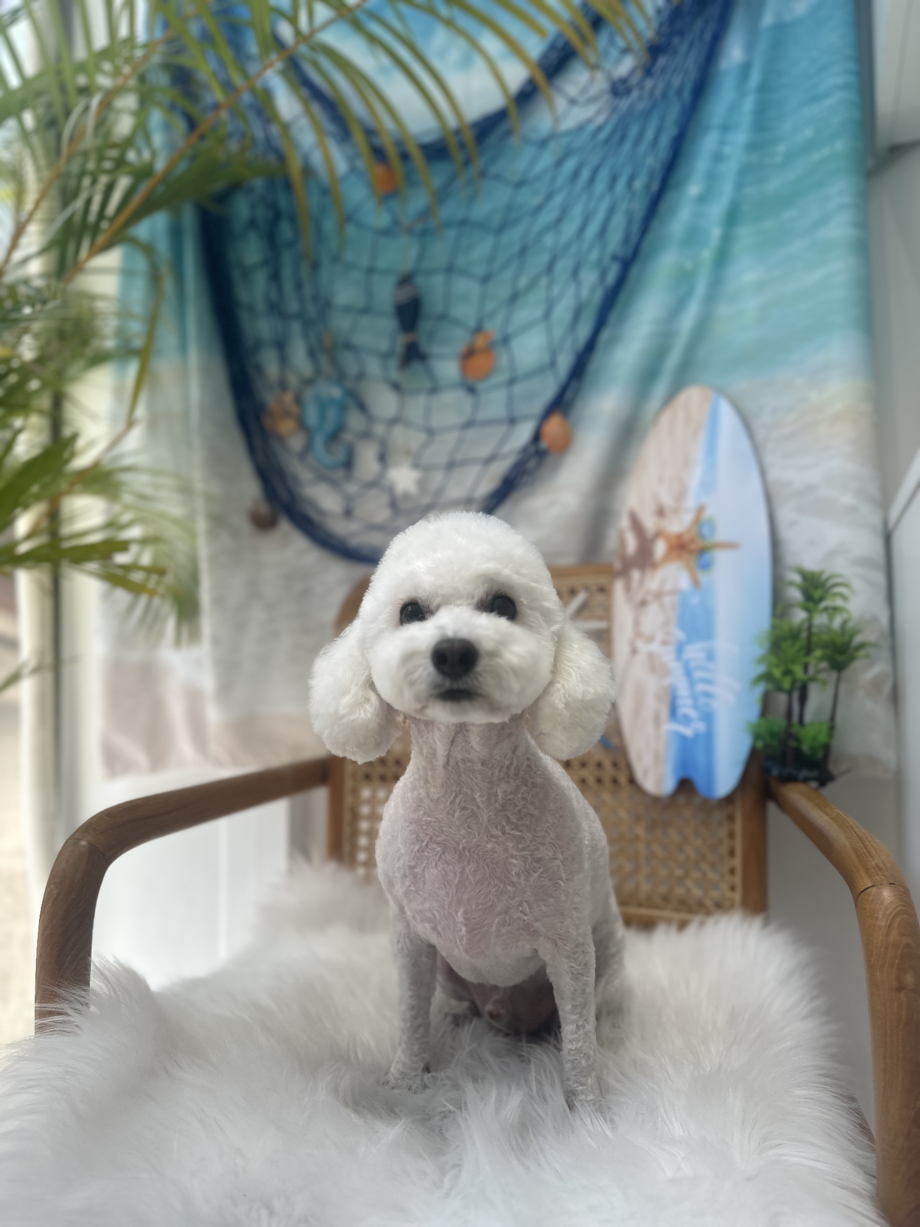 펫프렌즈 애견미용&호텔 대표 이미지