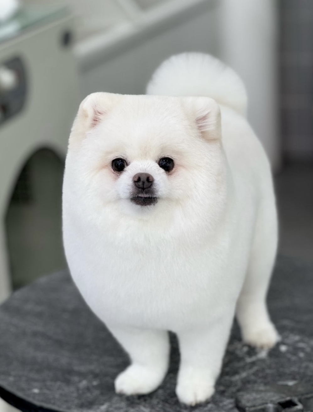 그루밍74 대표 이미지