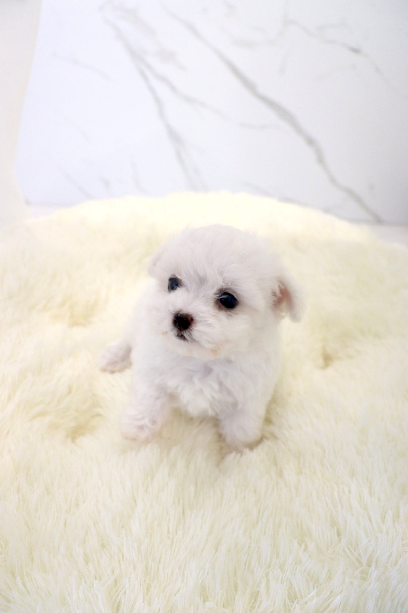 가온펫 안심분양센터 대표 이미지