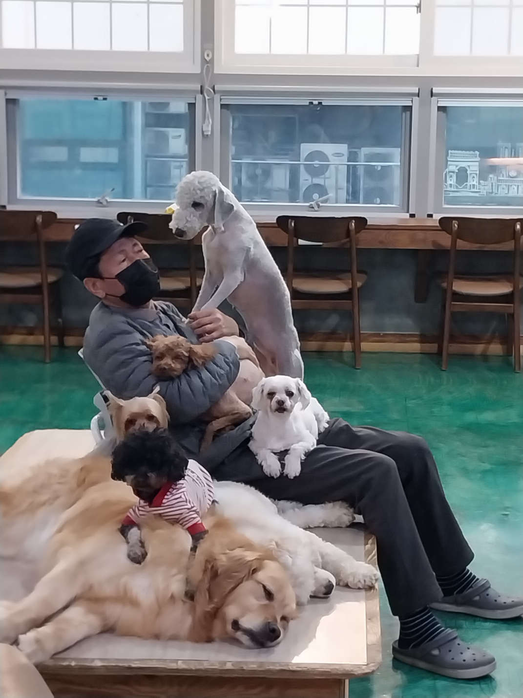 도그의 하루 반려동물 동반 애견카페