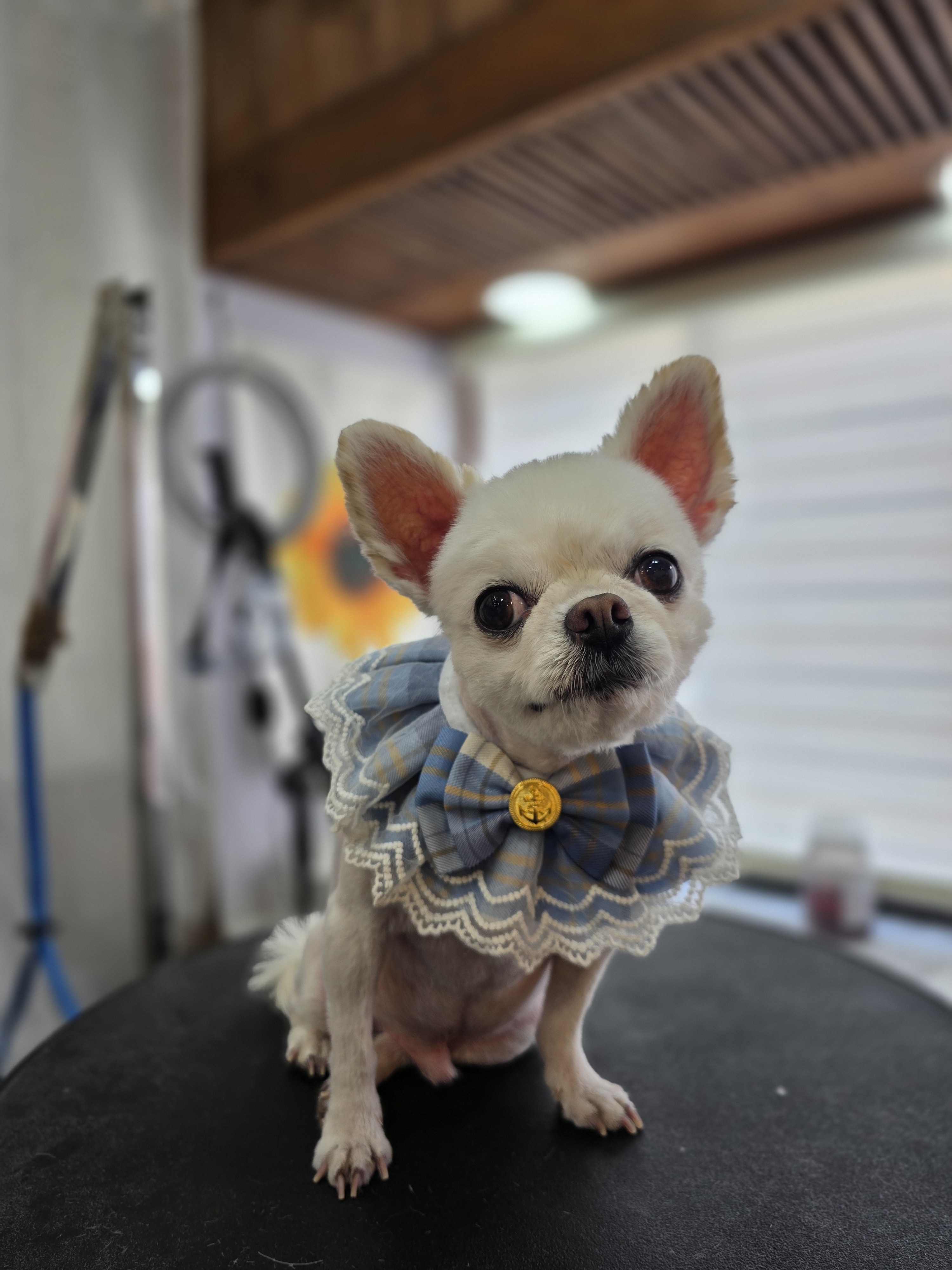 안녕,멍멍 대표 이미지