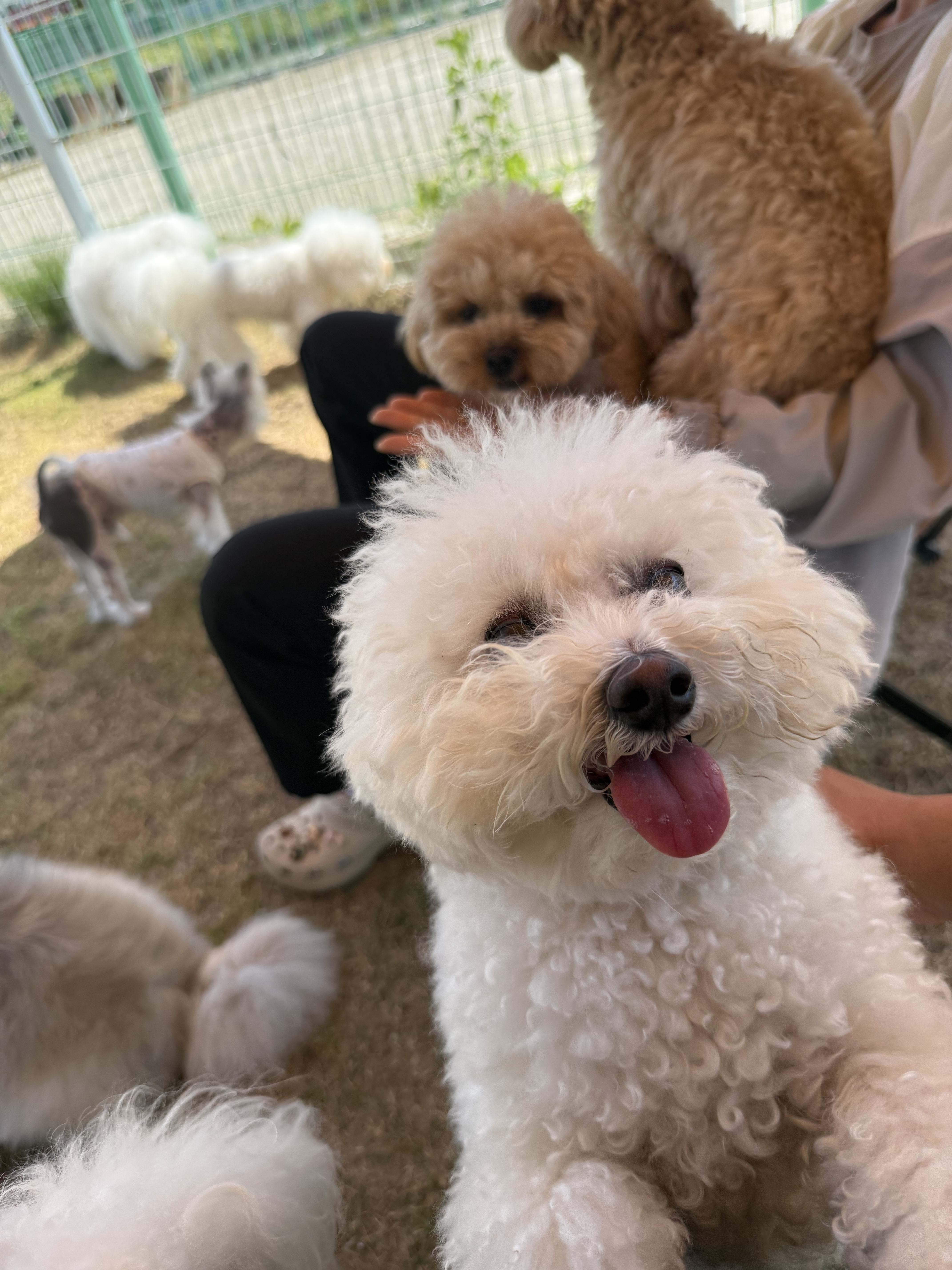 세이프독하우스 대표 이미지