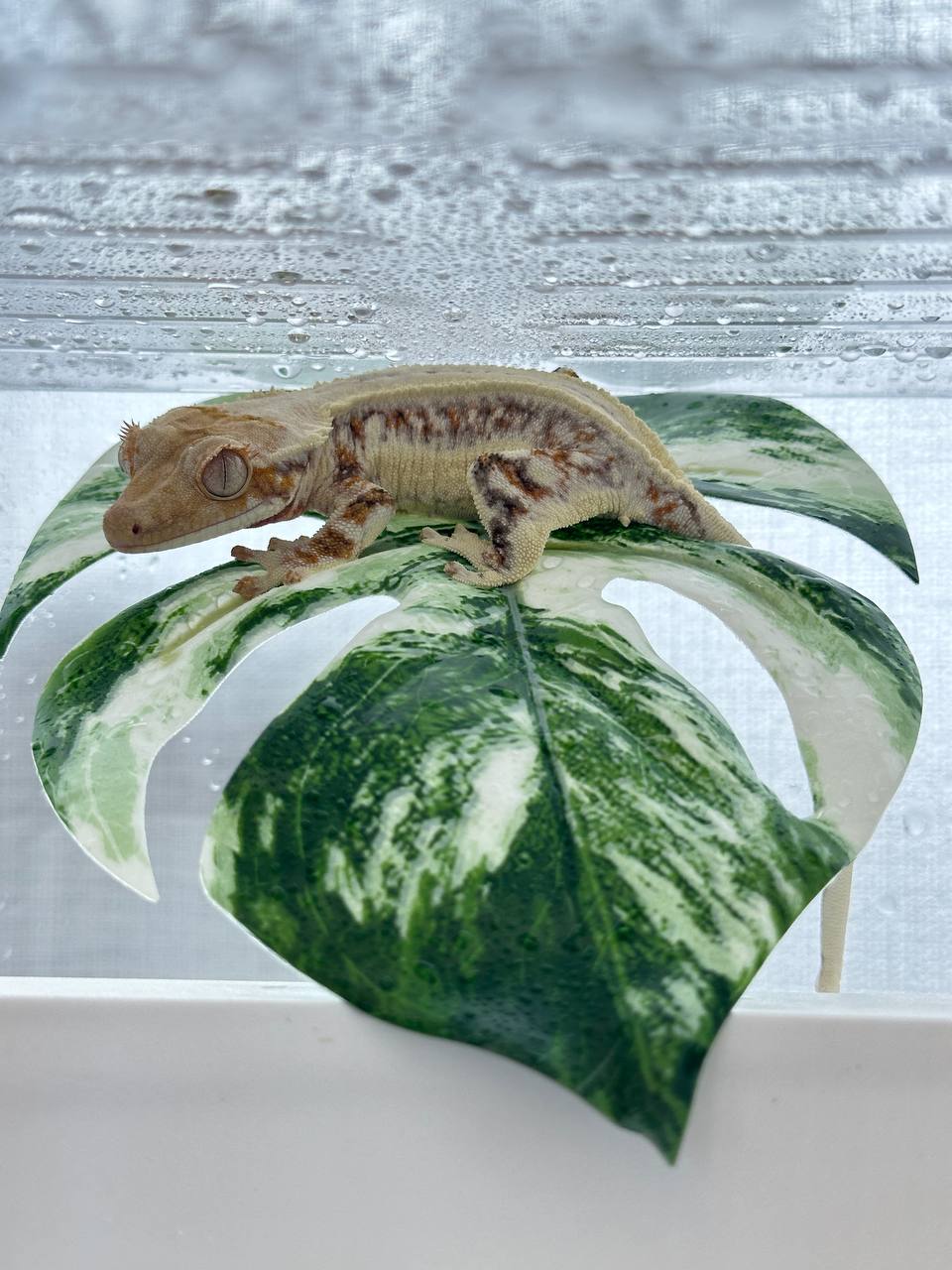 작은도마뱀가게 트리앤팟 대표 이미지