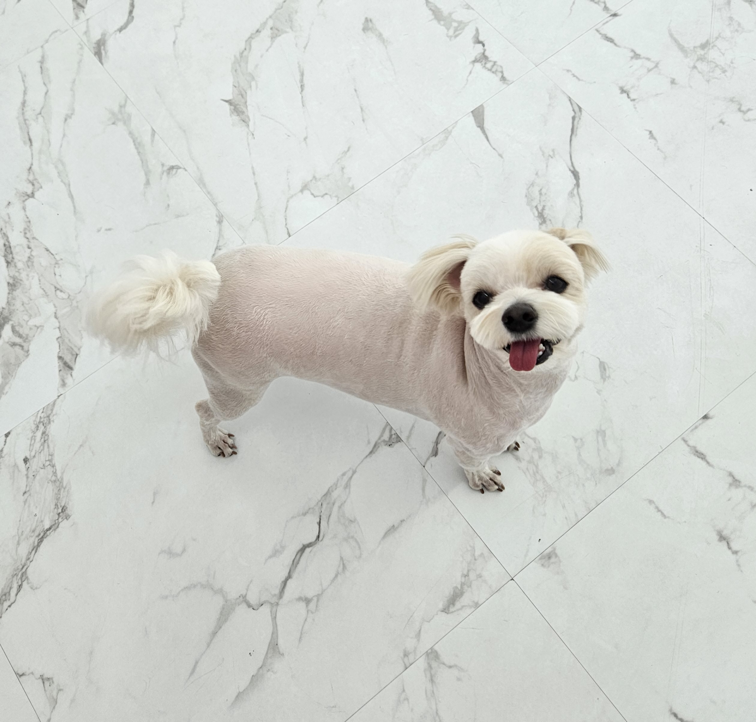 이쁜멍멍 대표 이미지